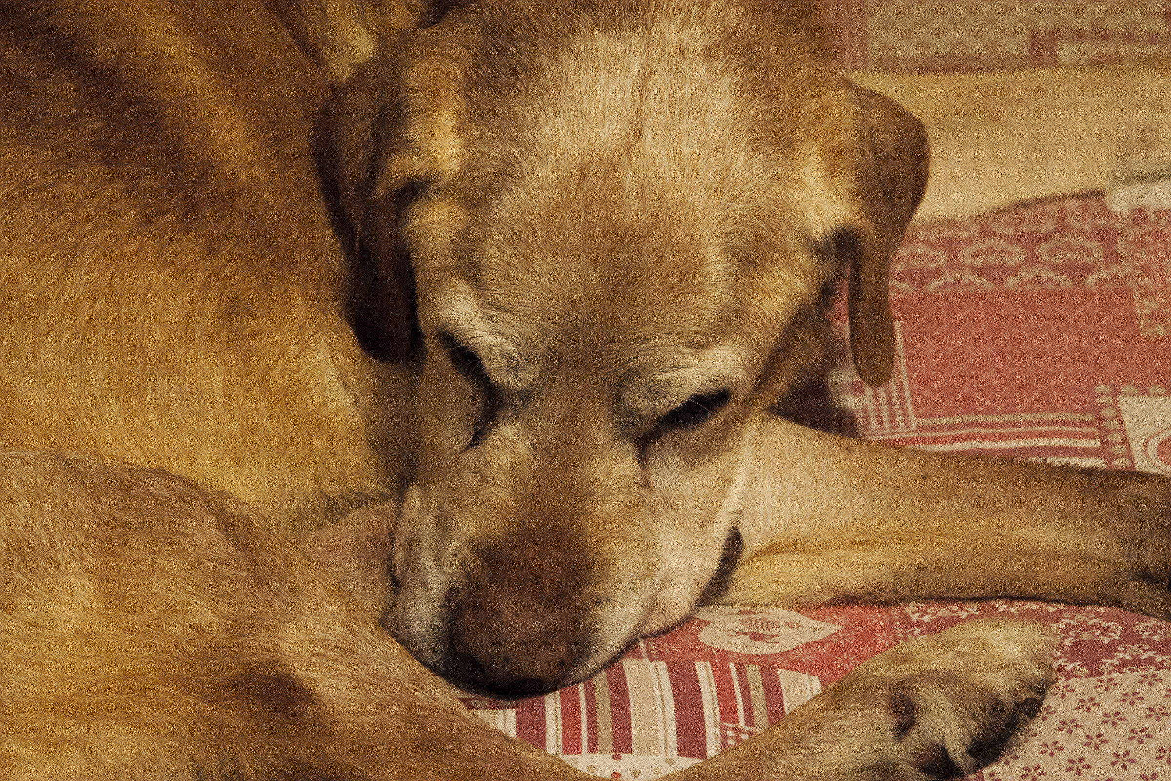 il vecchierel canuto e bianco