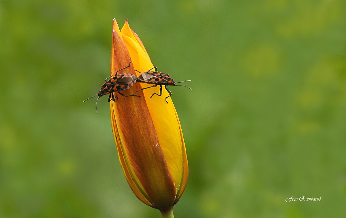 Tulipa australis con ospiti...