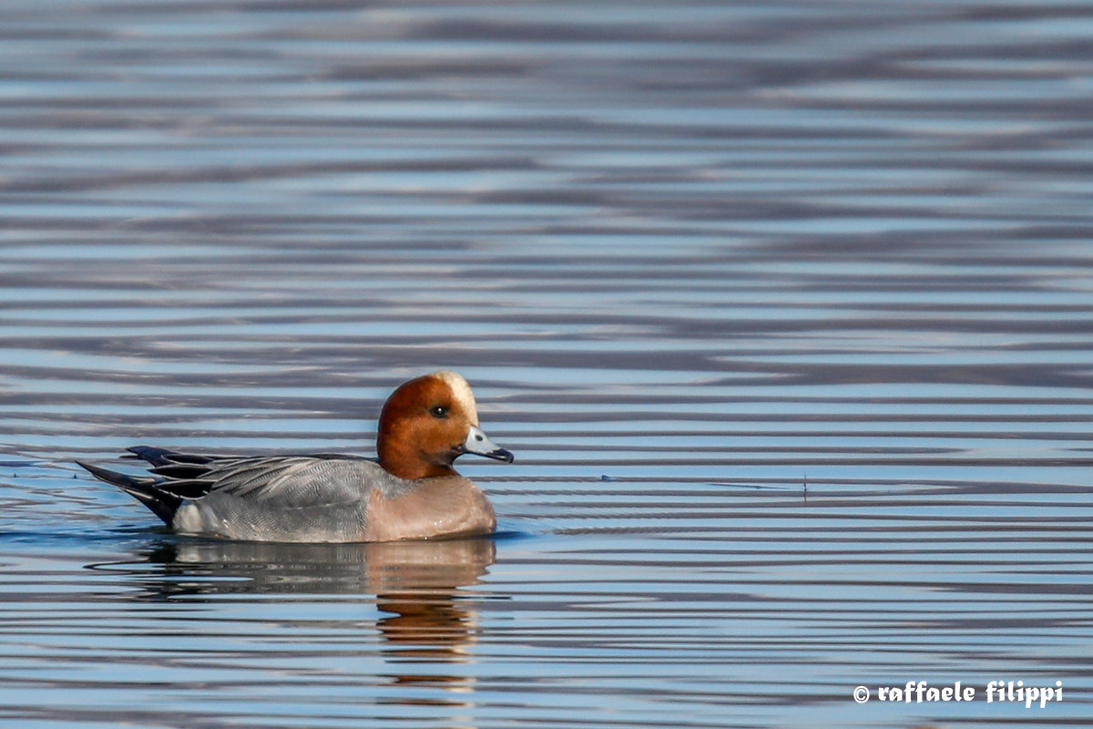 Fischione maschio - Lago di Viverone