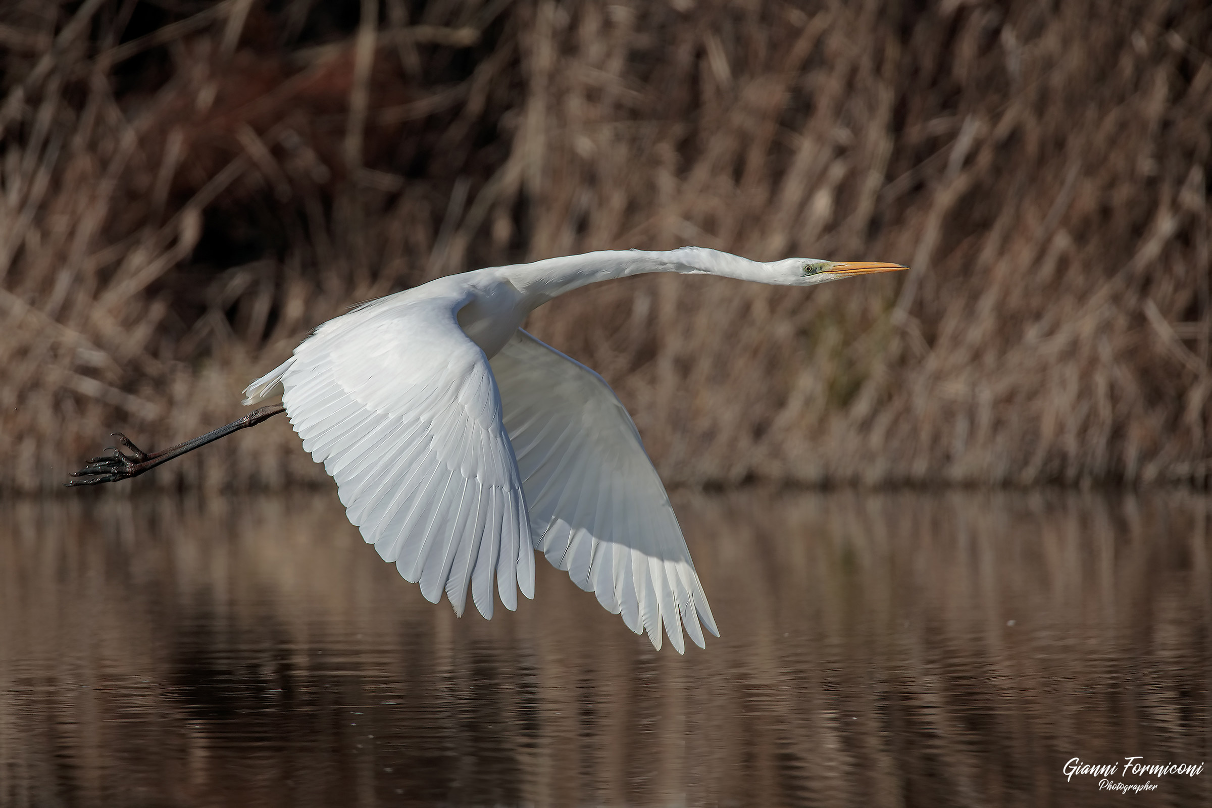 Greater White heron.. In flight