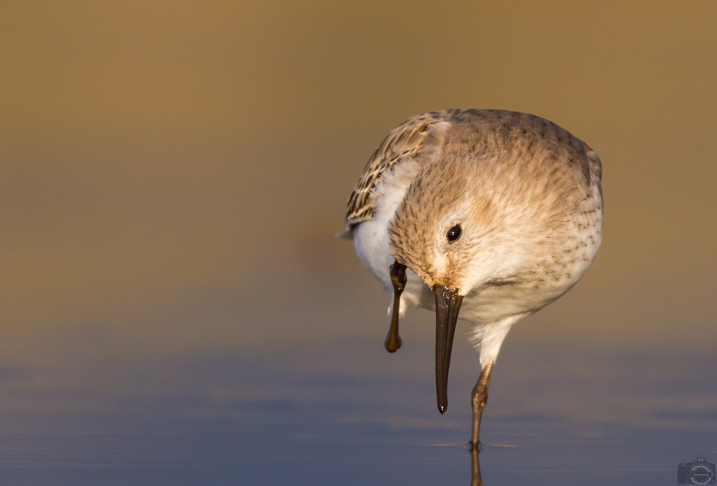Piovanello pancianera.. la grattatina