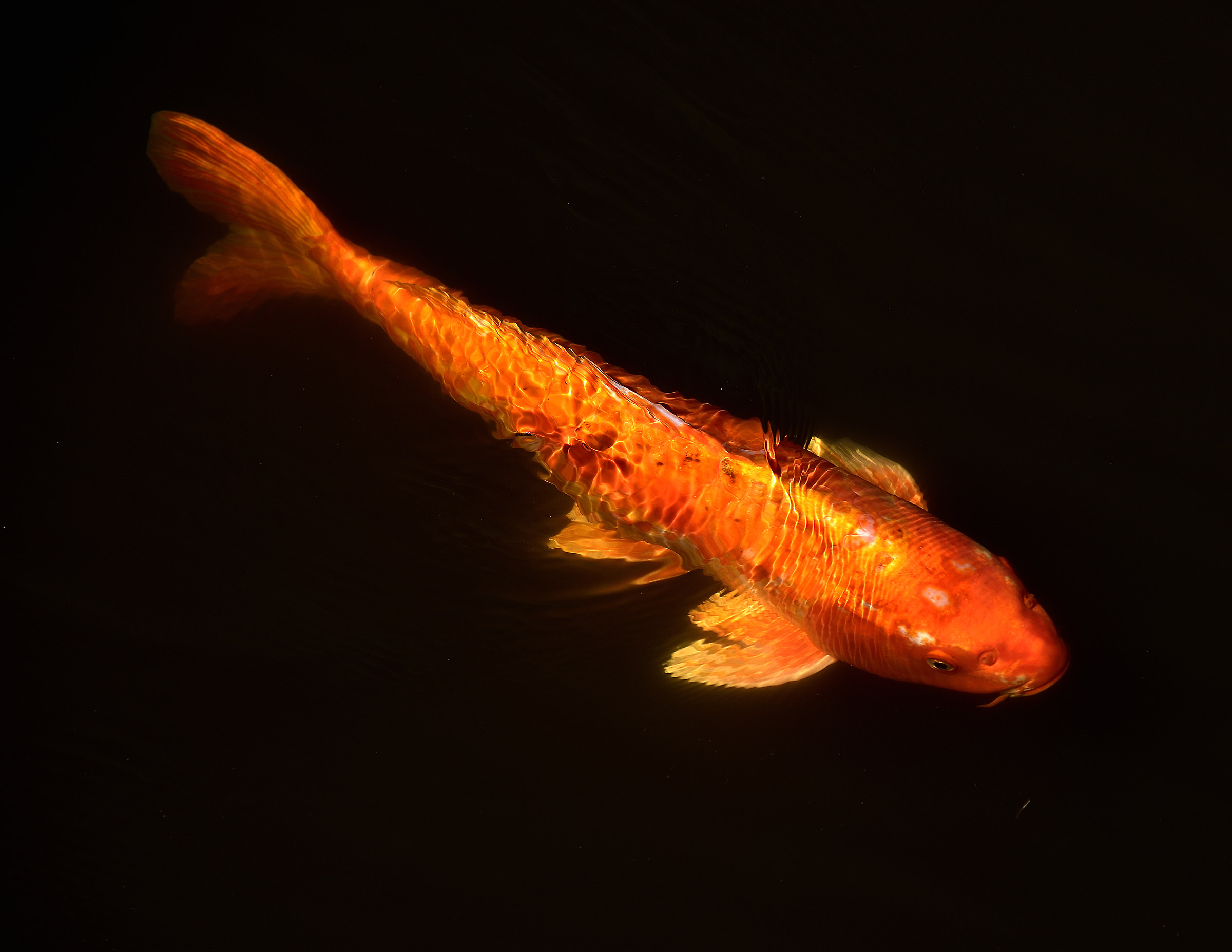 Koi Fish in Meadowlark Park Pond, Virginia