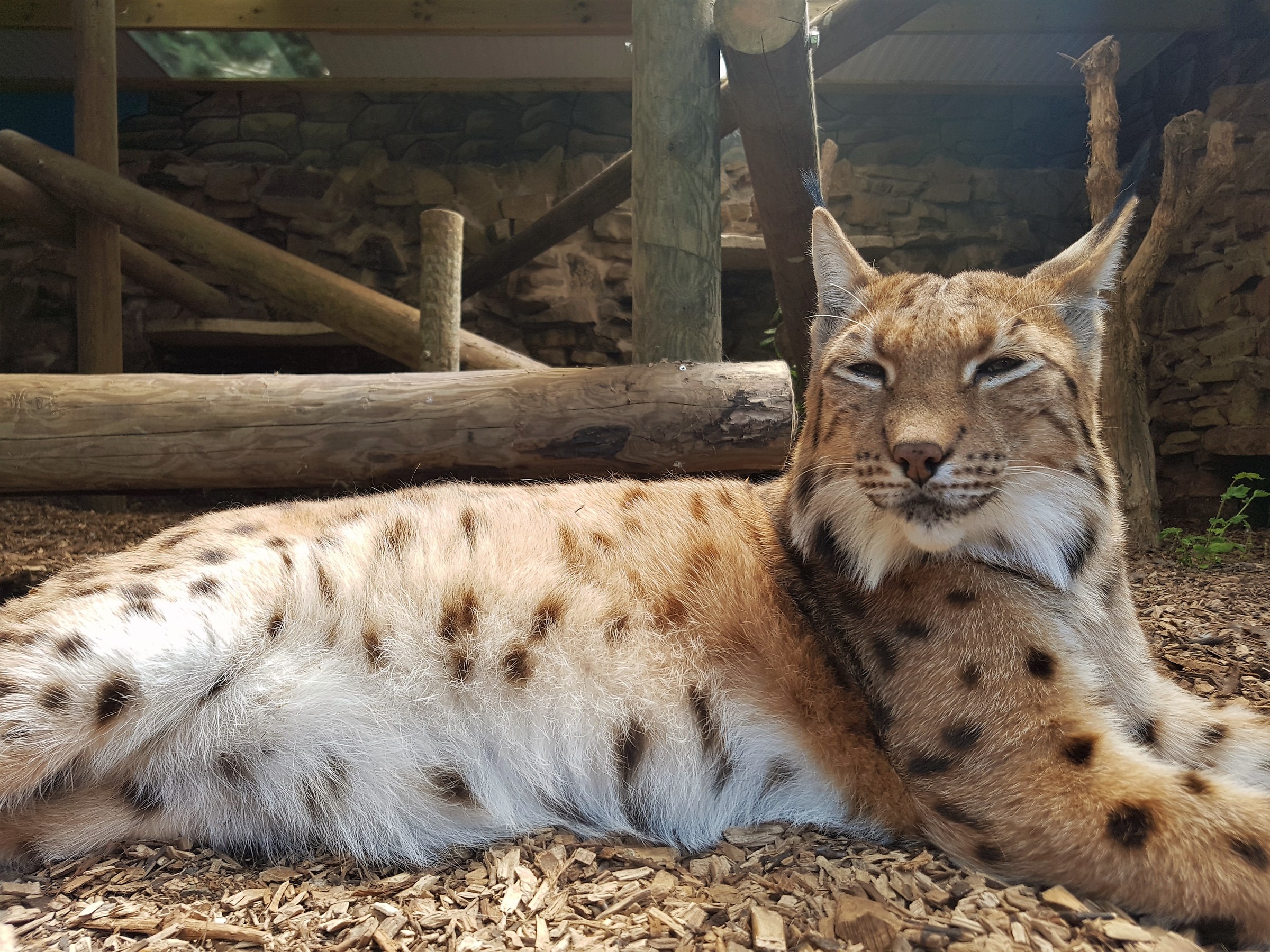 Zoo e Castello di Dudley
