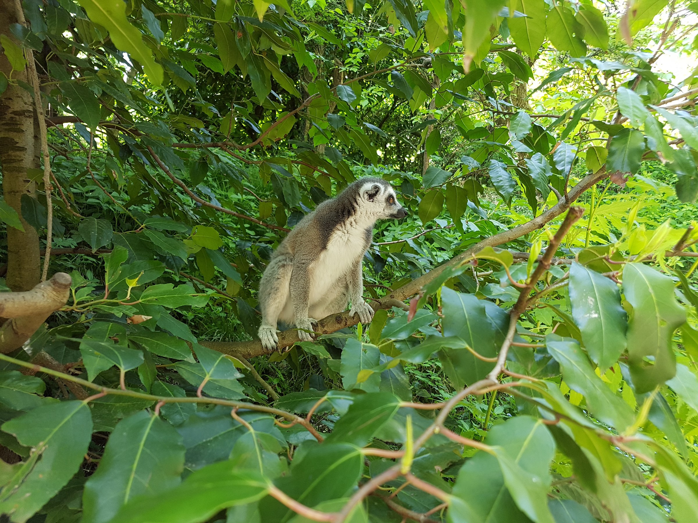 Zoo e Castello di Dudley