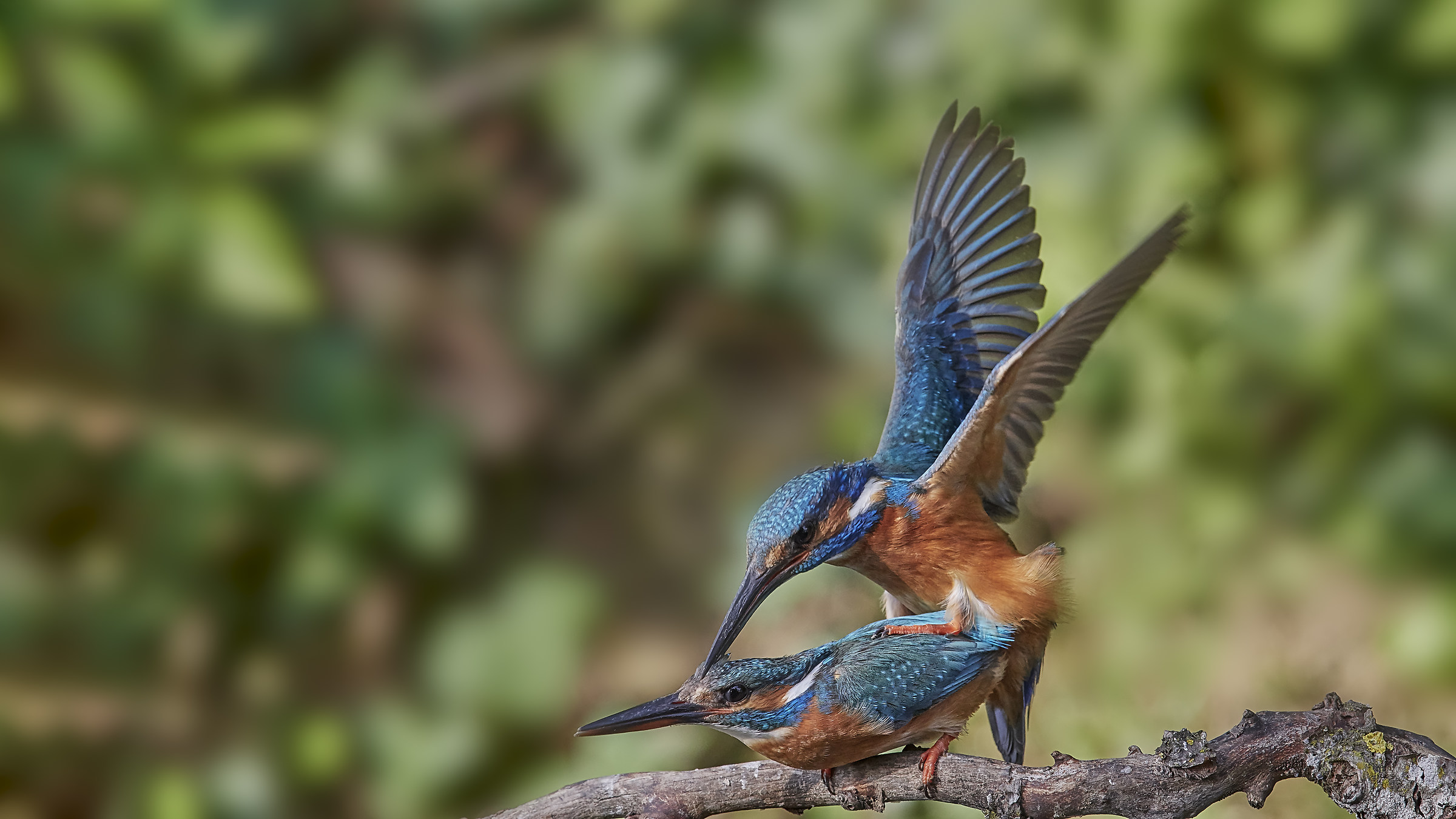 Martino Accoppiamento