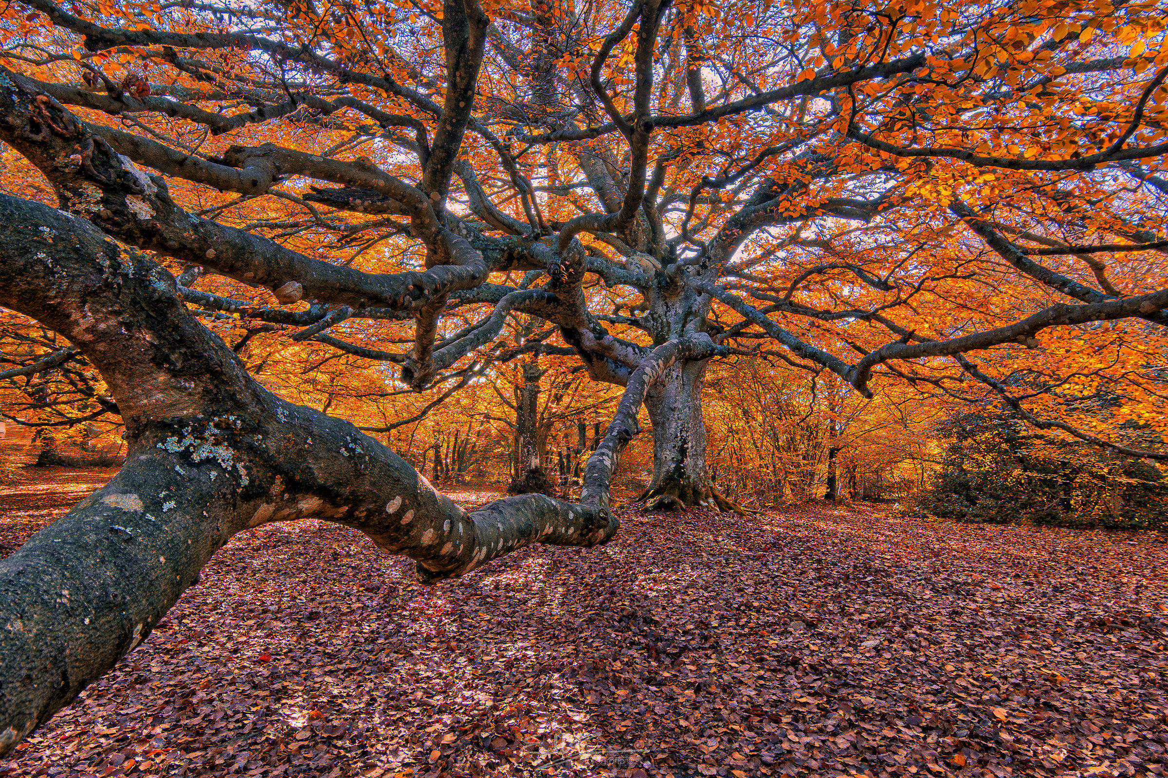 Monte San Regional Nature Reserve, autumn 2018.