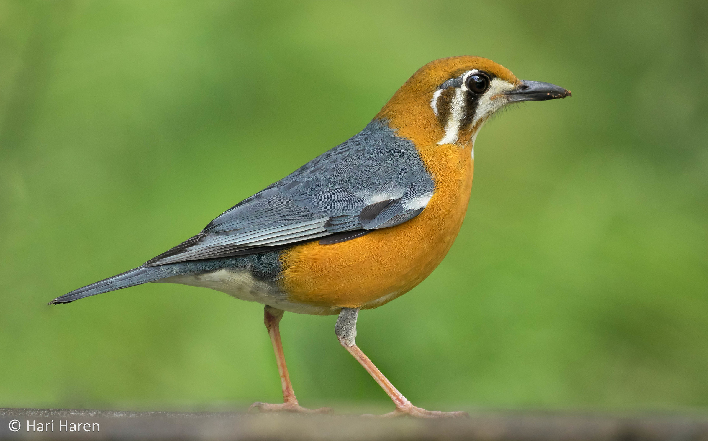 Orange headed thrush
