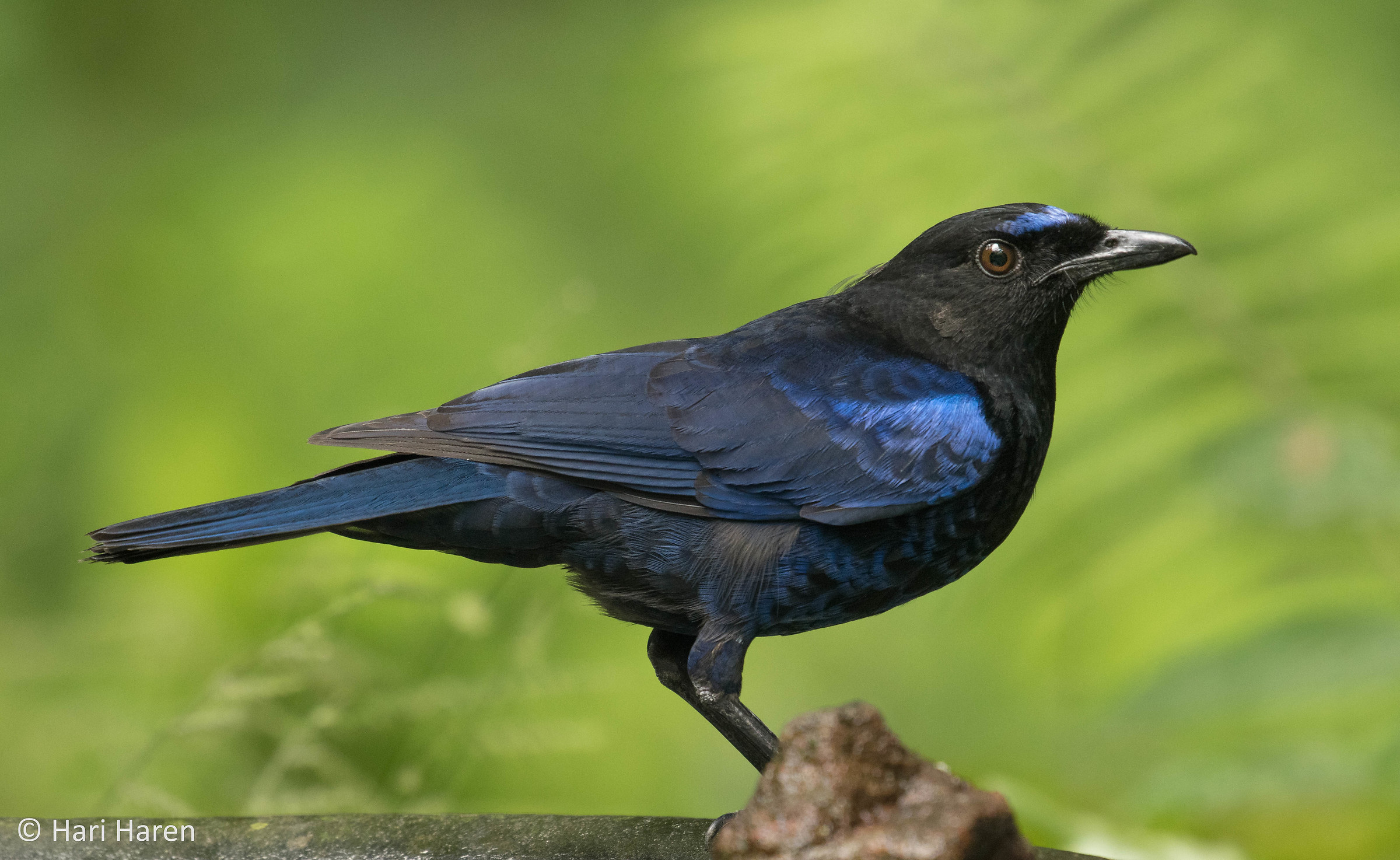 Malabar whistling thrush