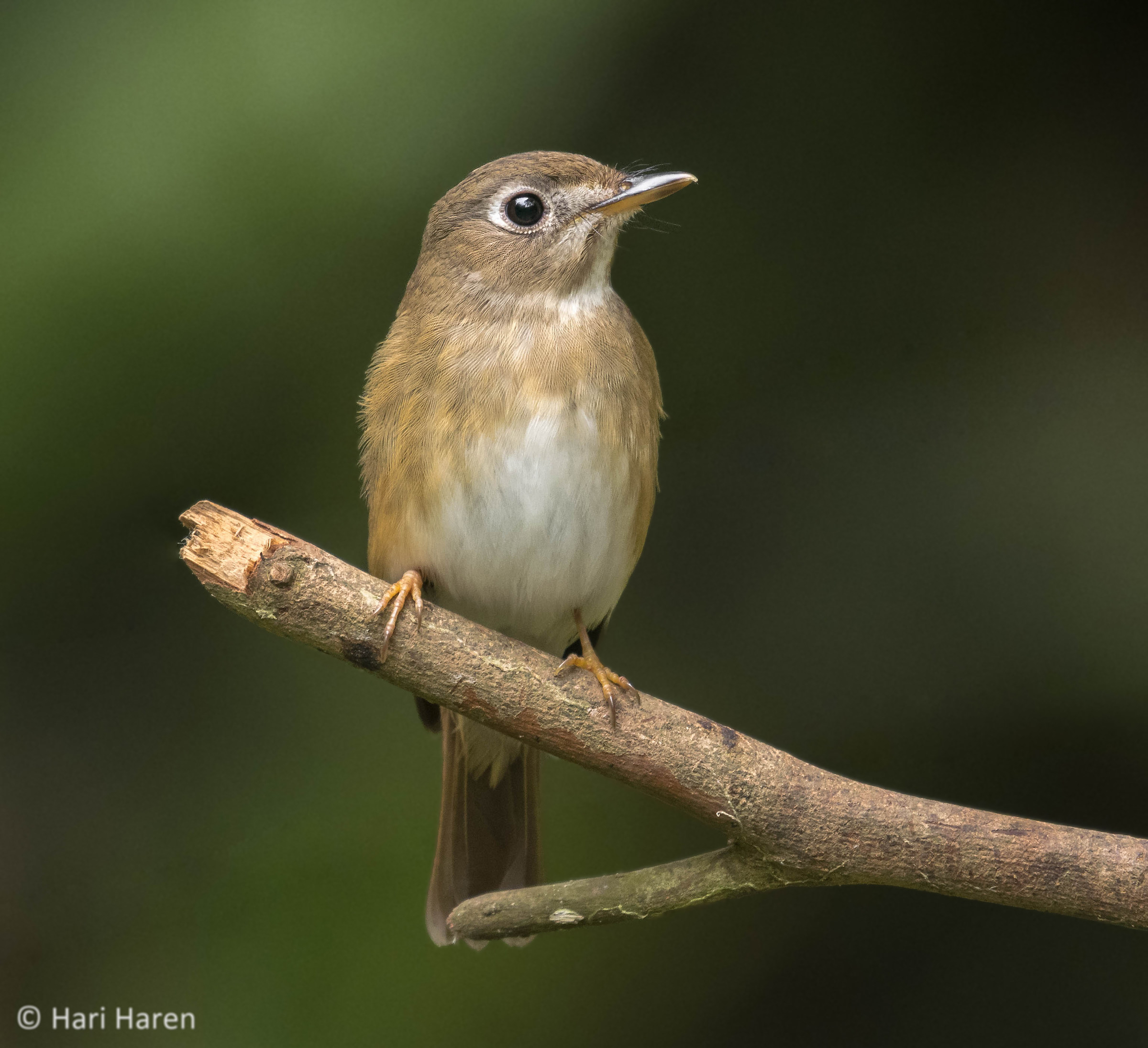 Asian brown flycatcher