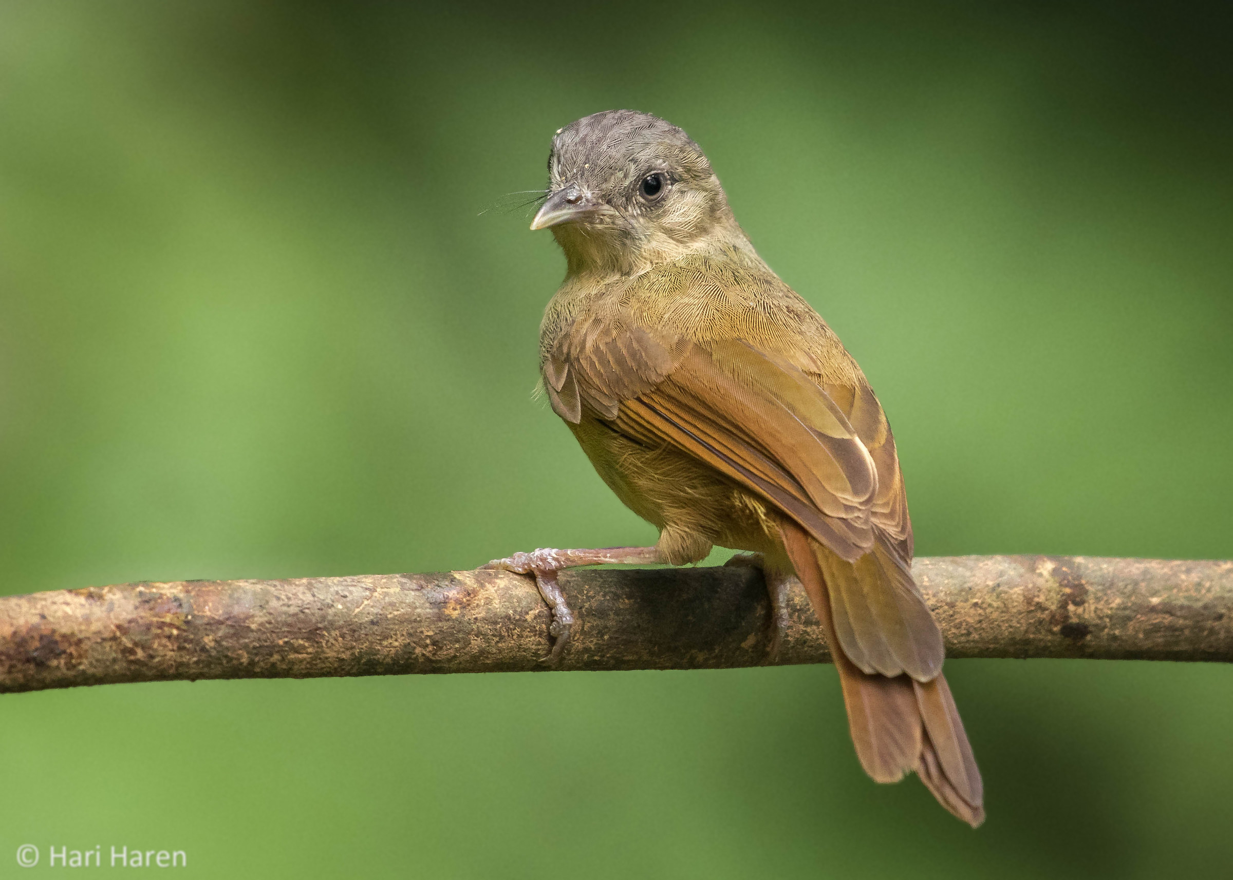 brown cheeked fulvetta