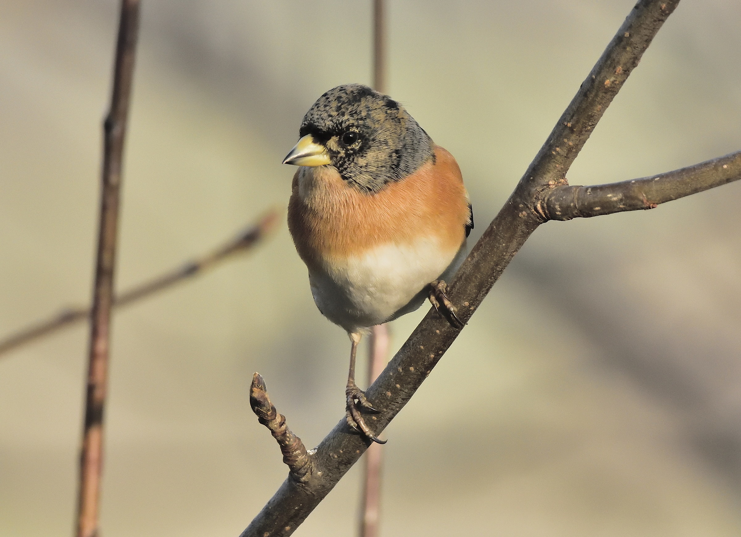 Brambling