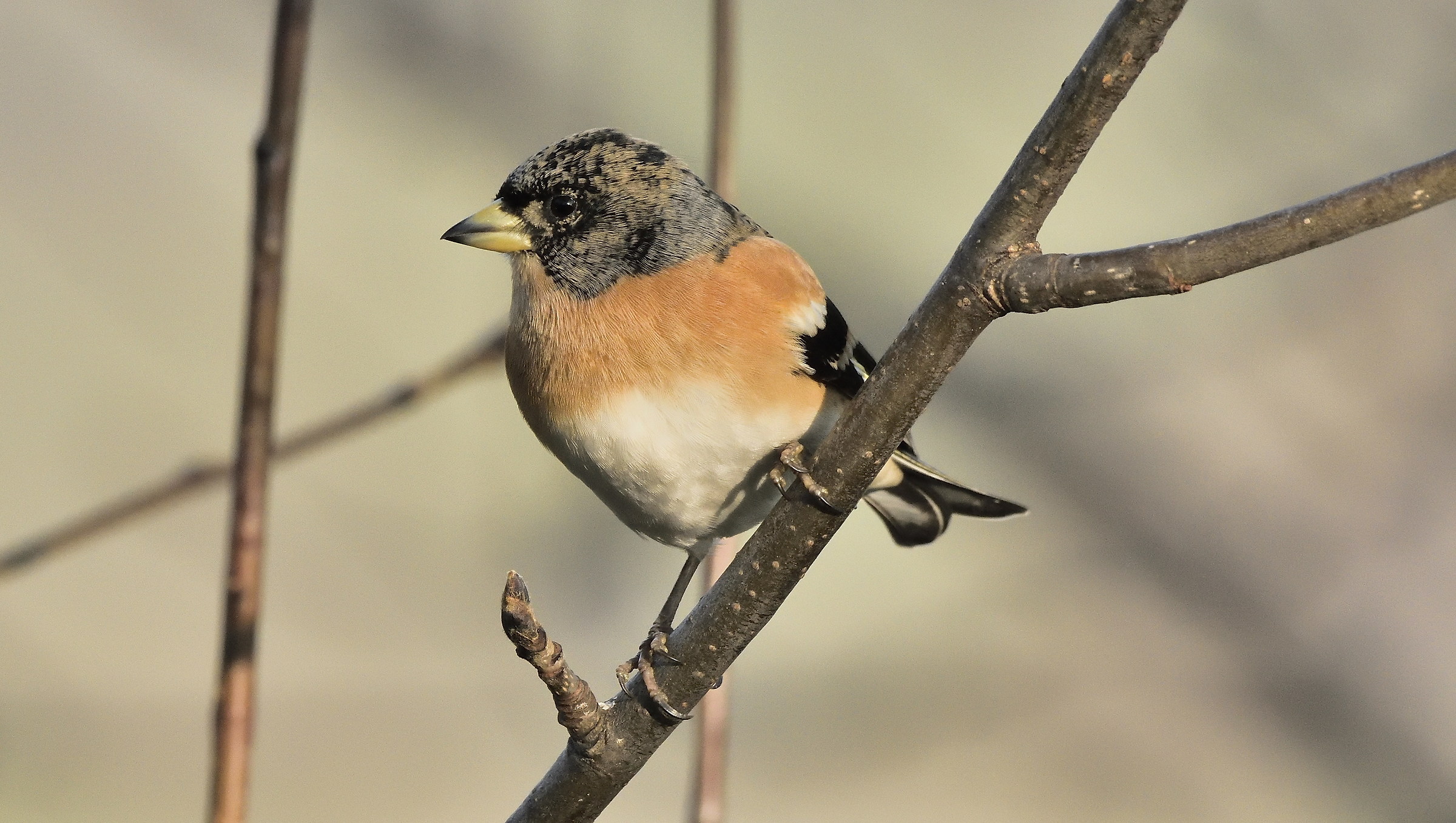 Brambling