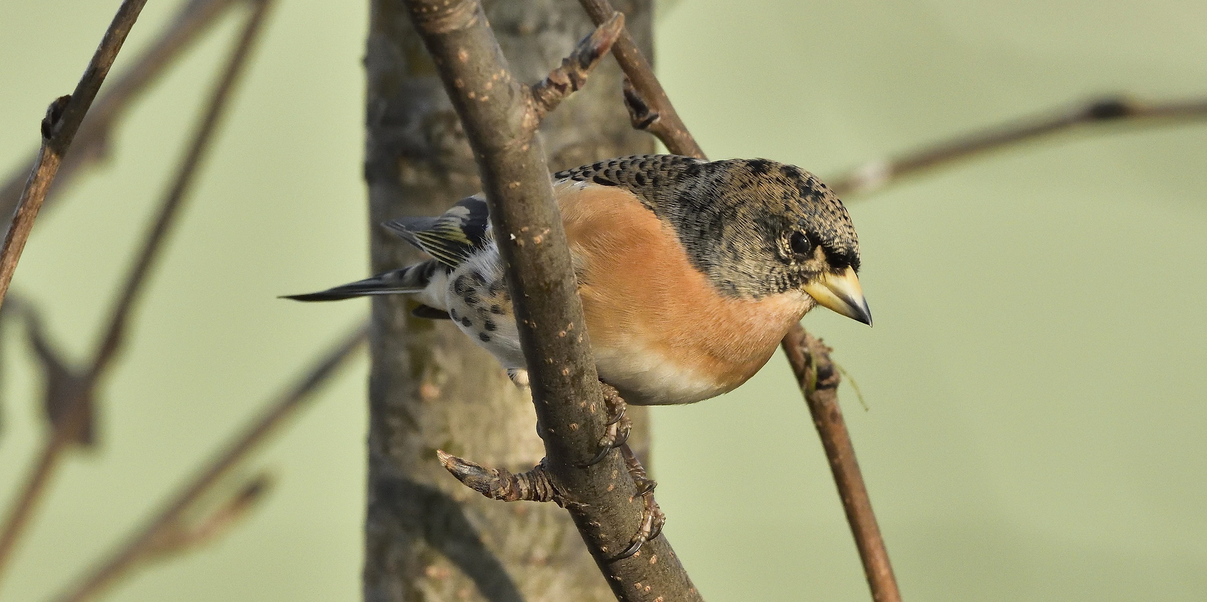 Brambling