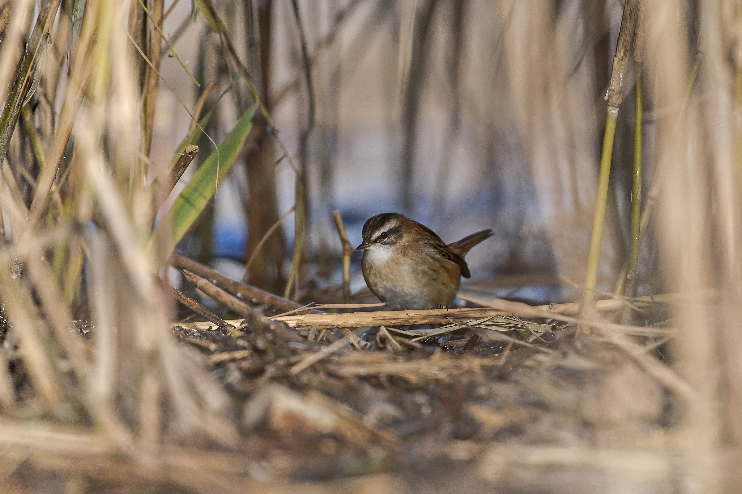 Forapaglie castagnolo
