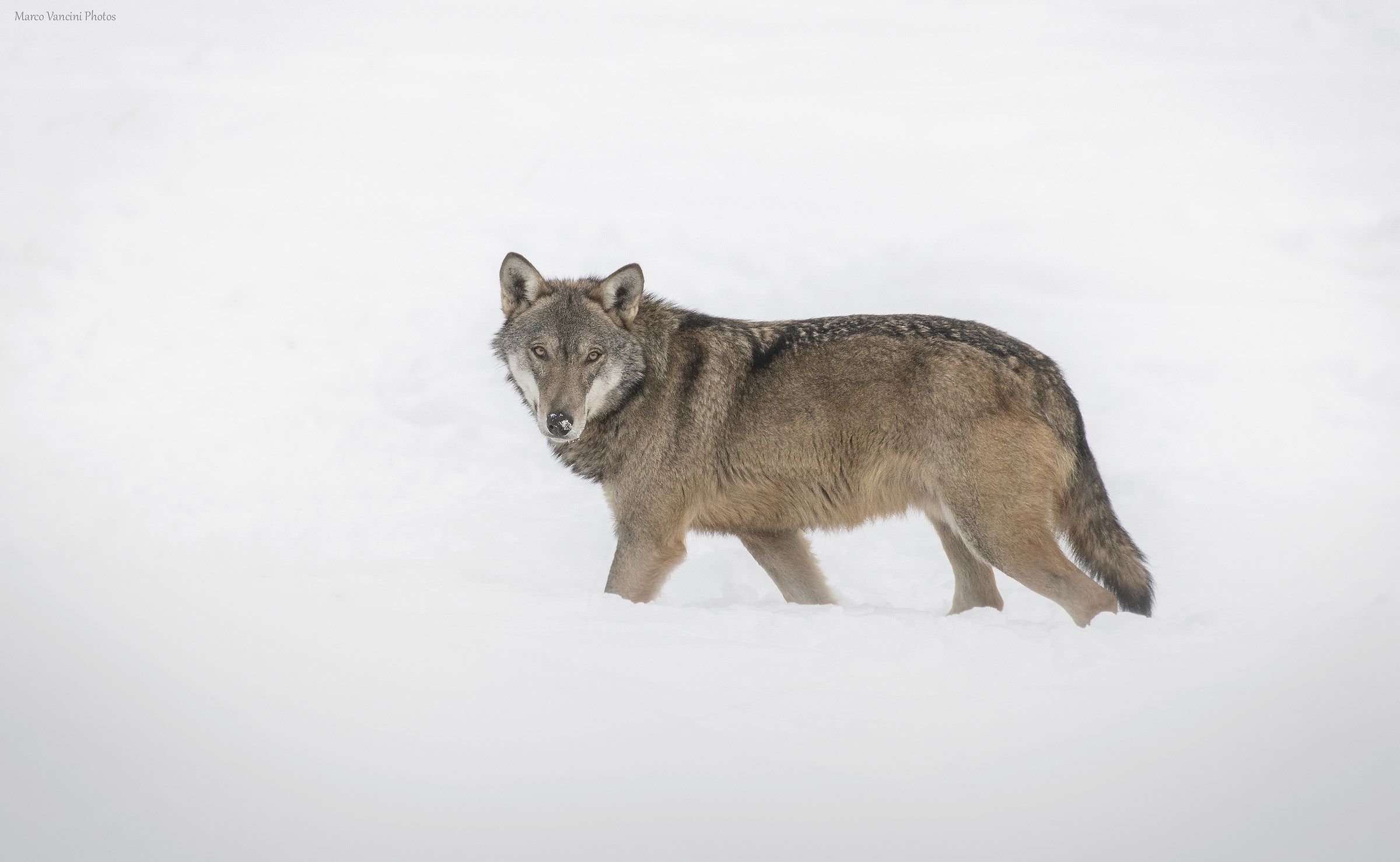 la bellezza del lupo