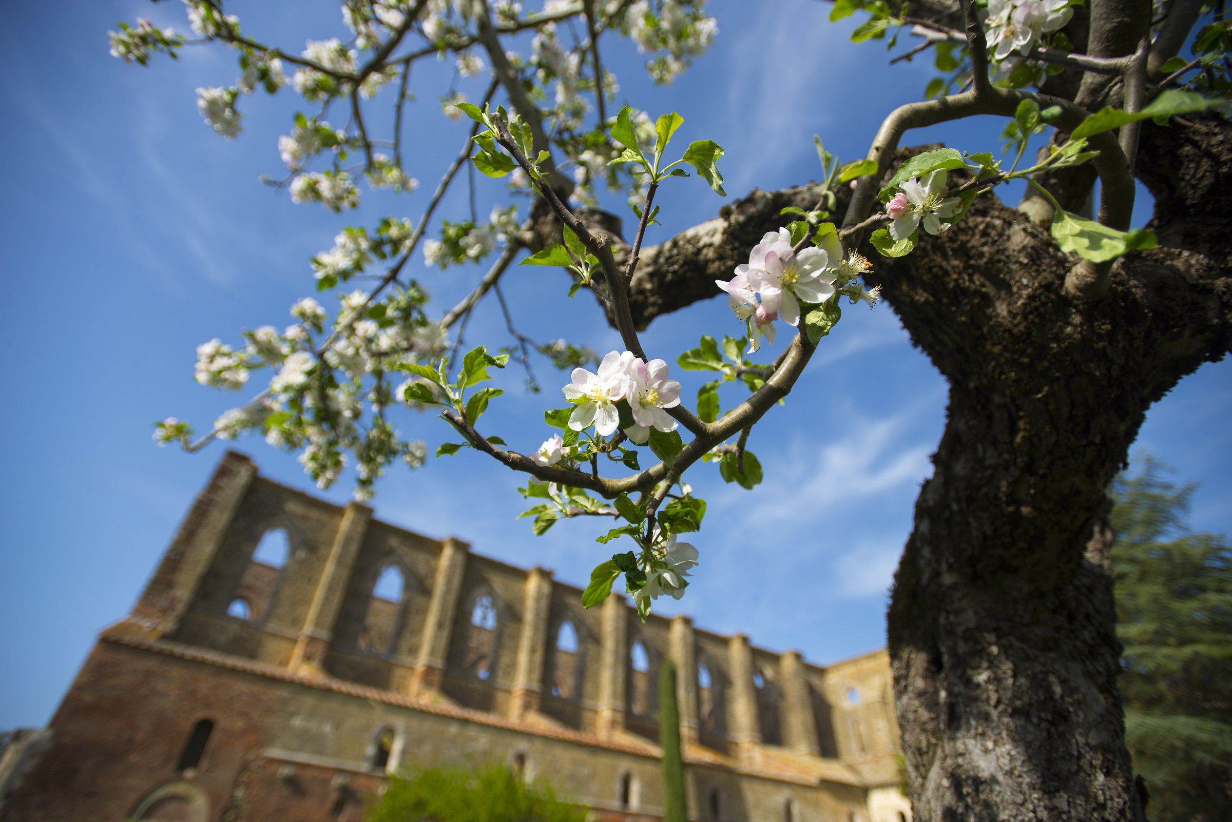 Abbazia di San Galgano