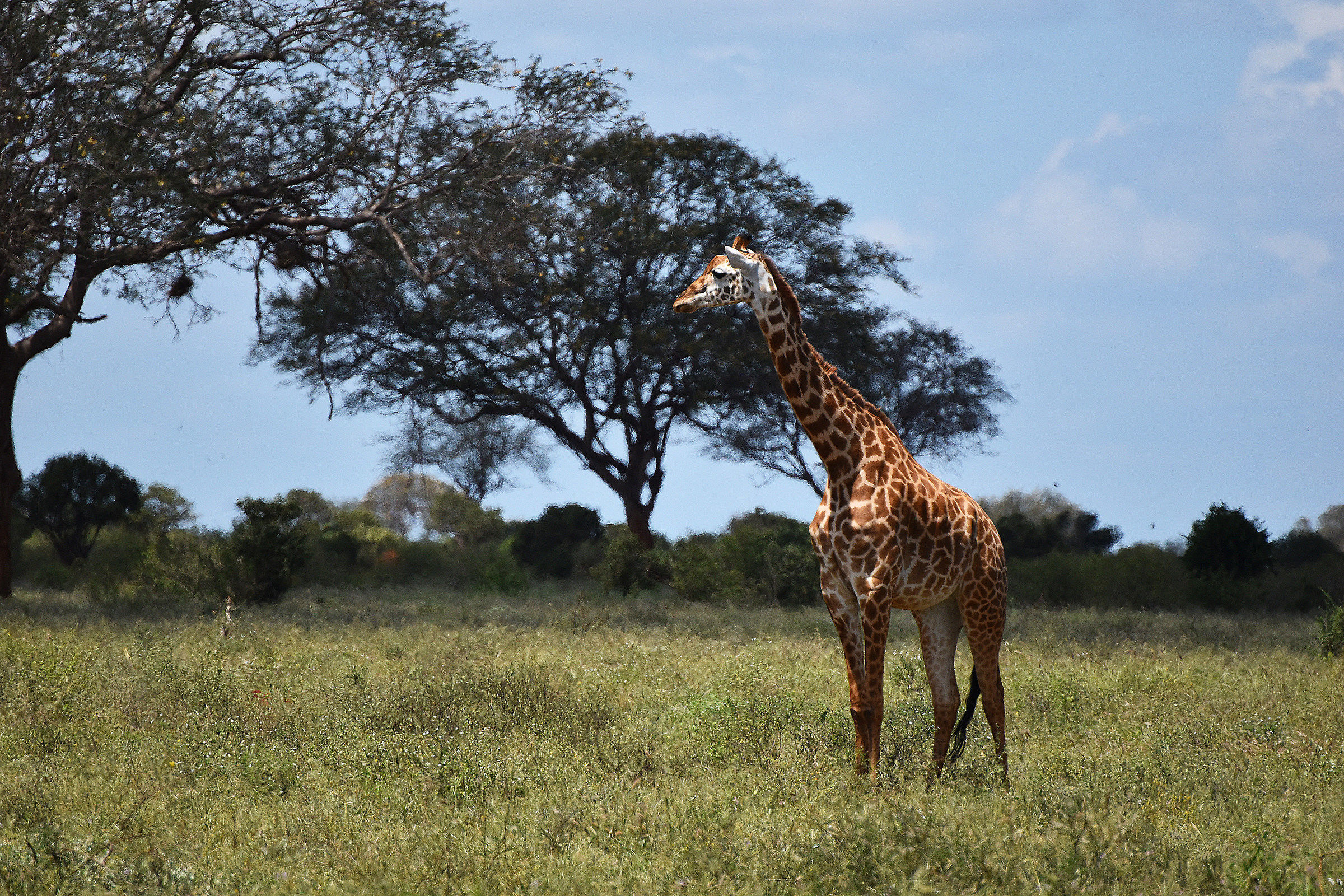 If the lion is king she undoubtedly is the Queen