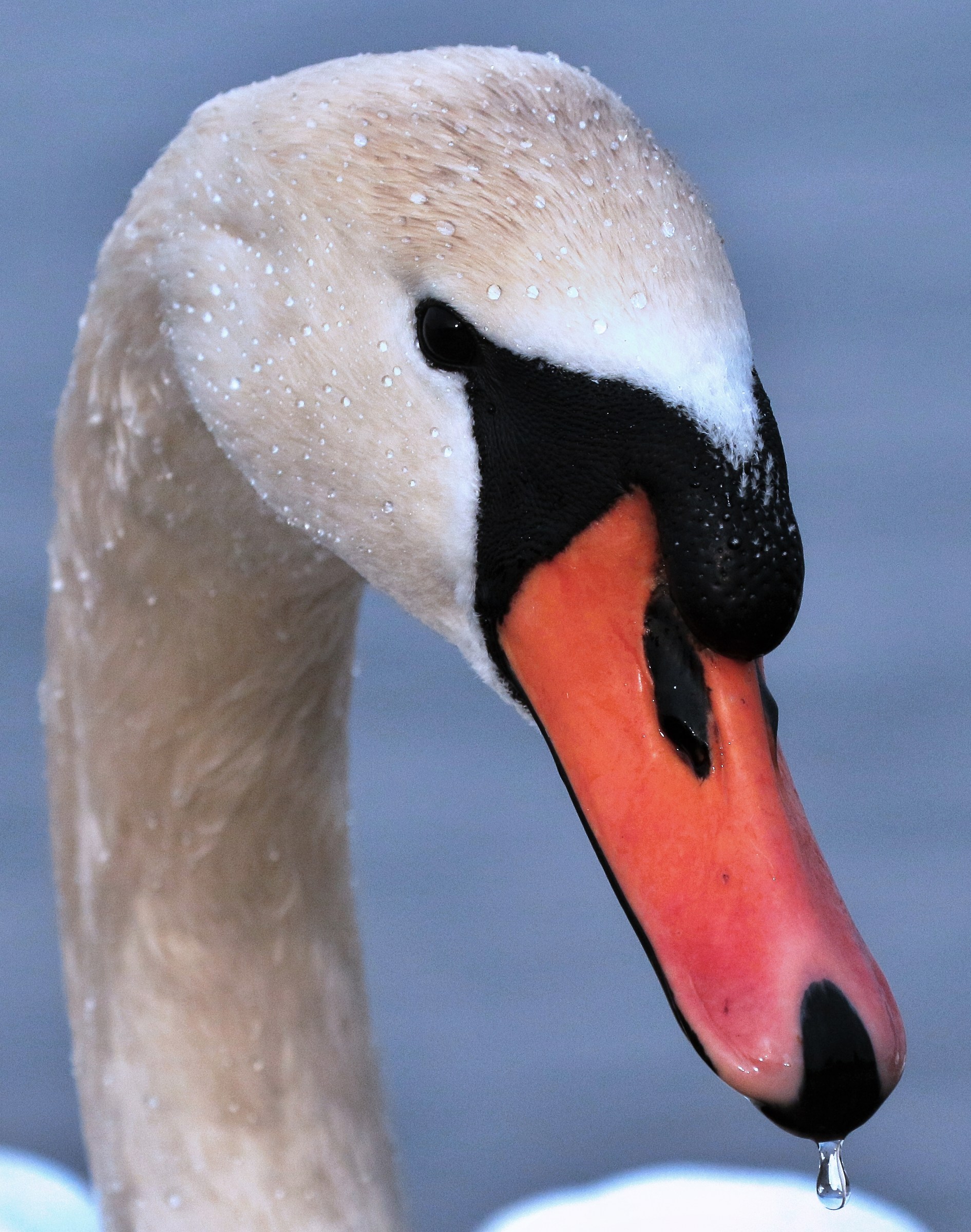 Swan portrait