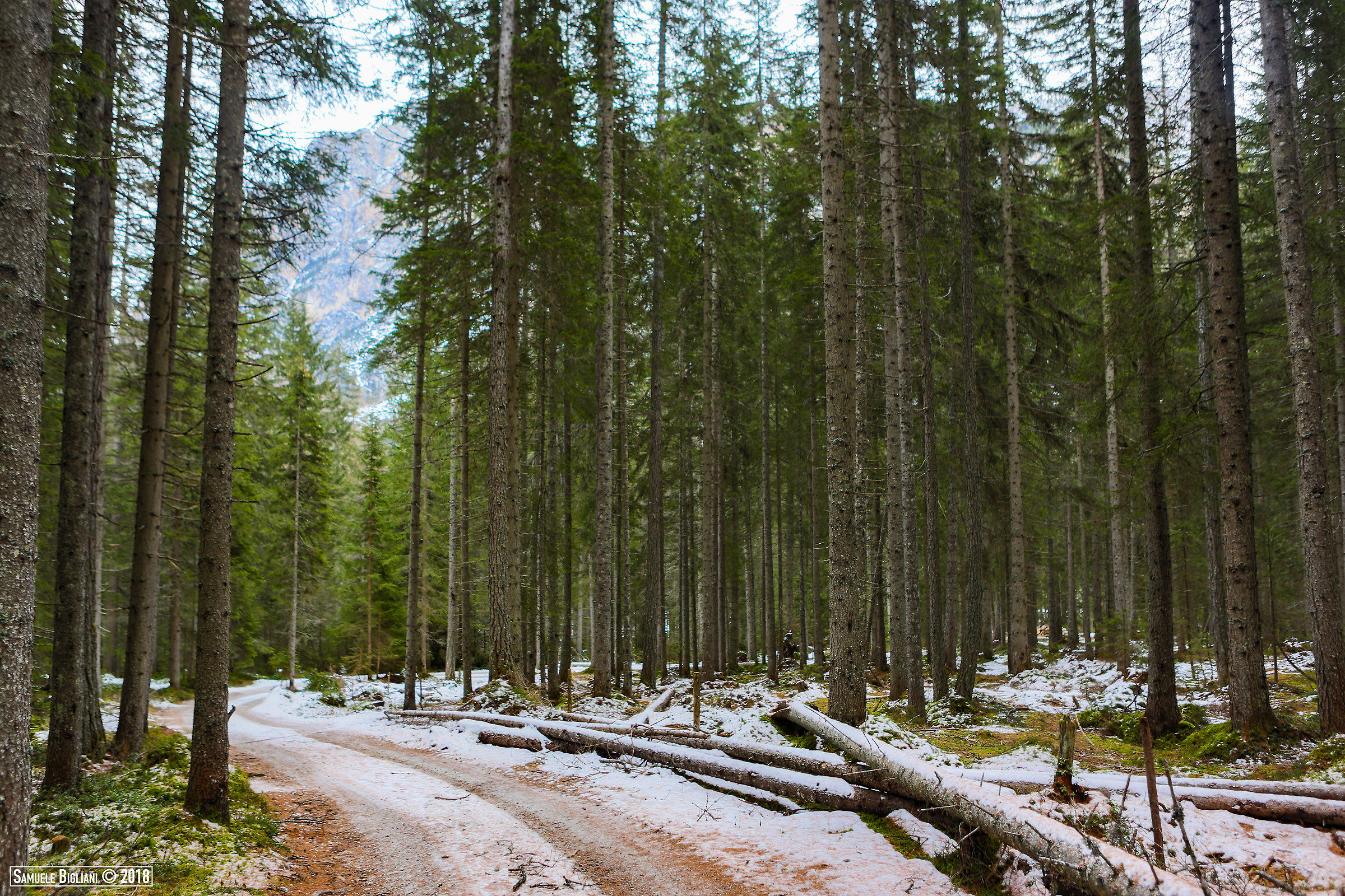 Forest away from chaos