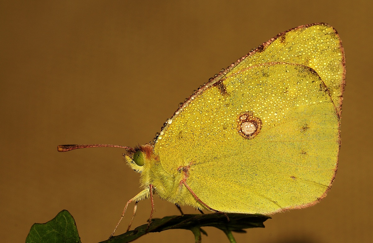 Colias