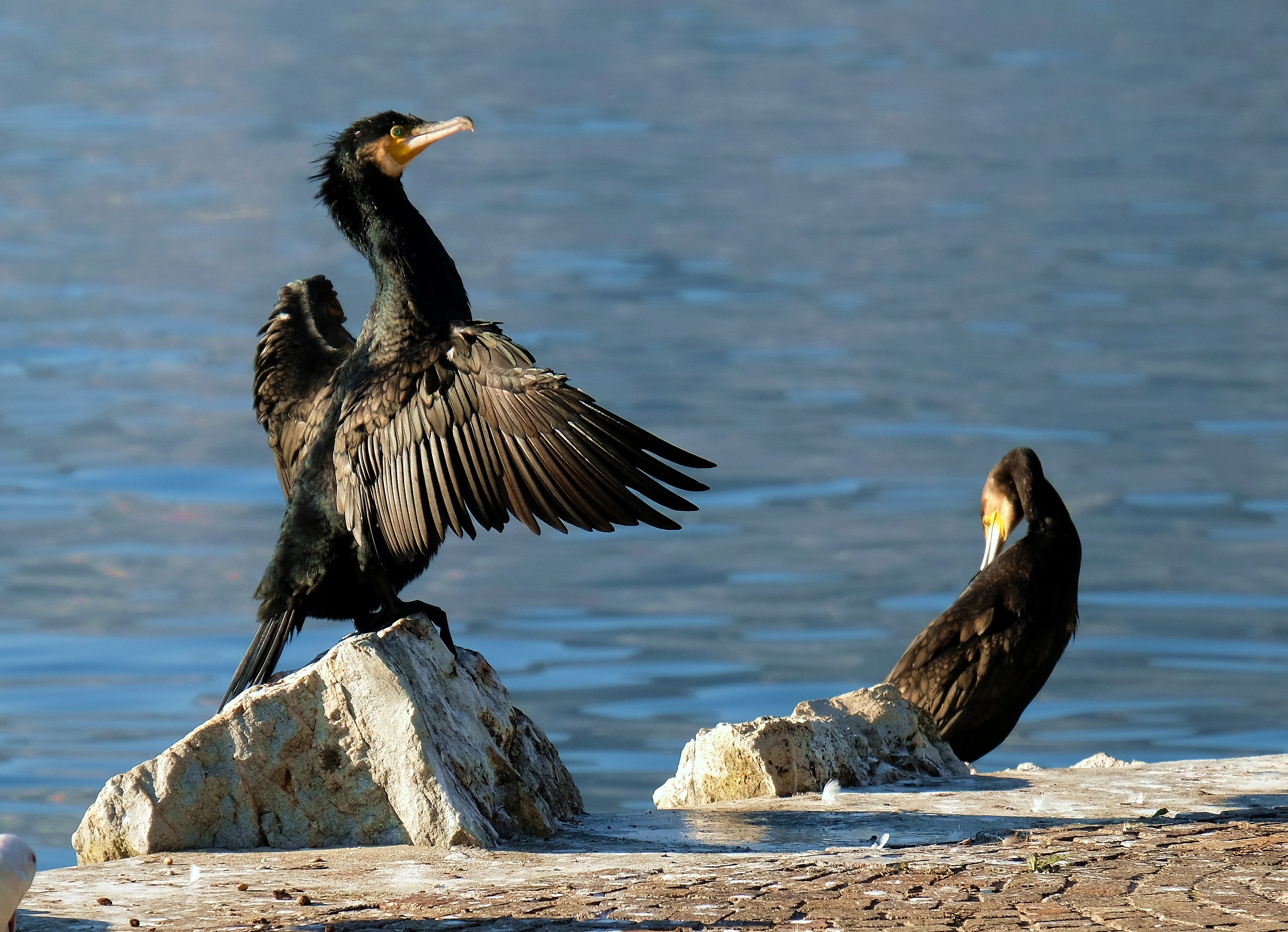 Courtness and indifference