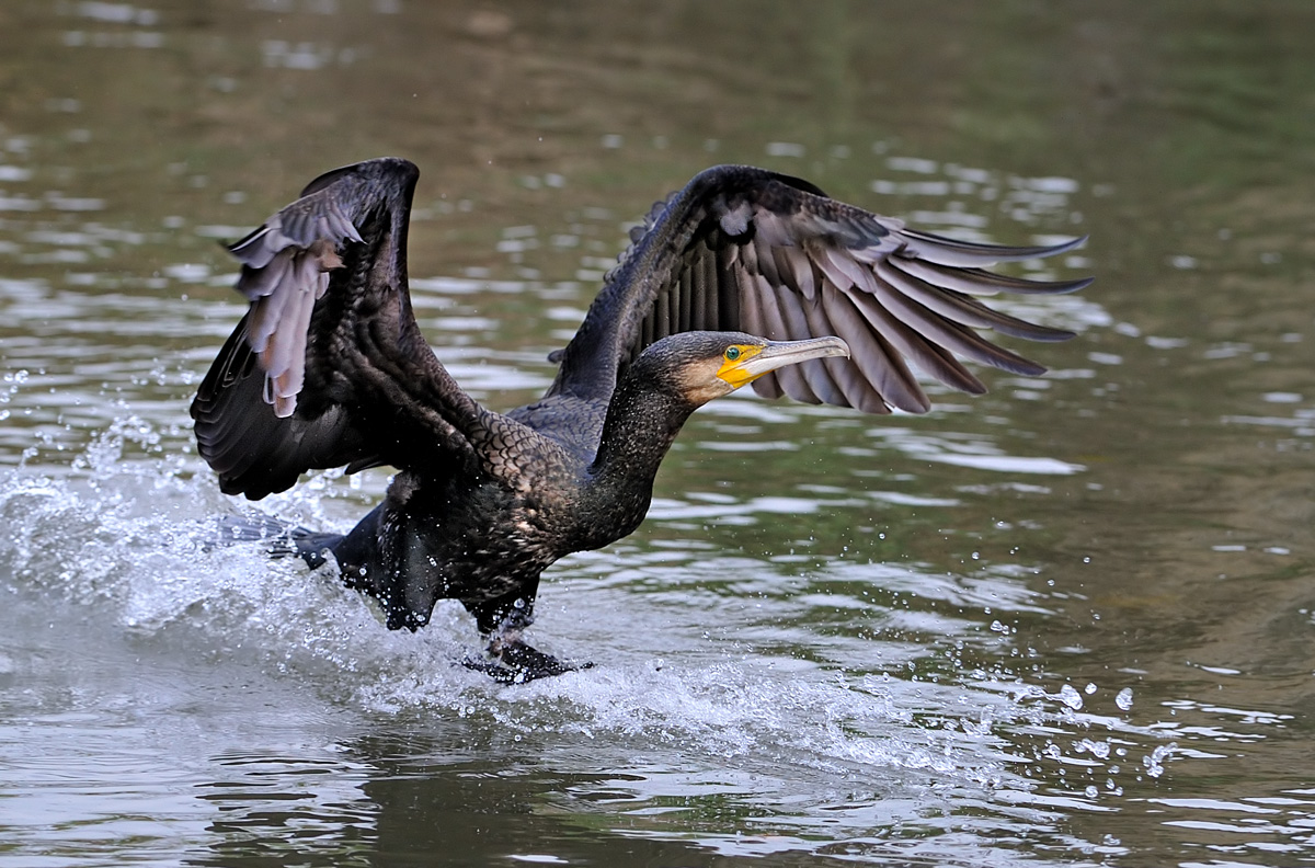 Cormorano