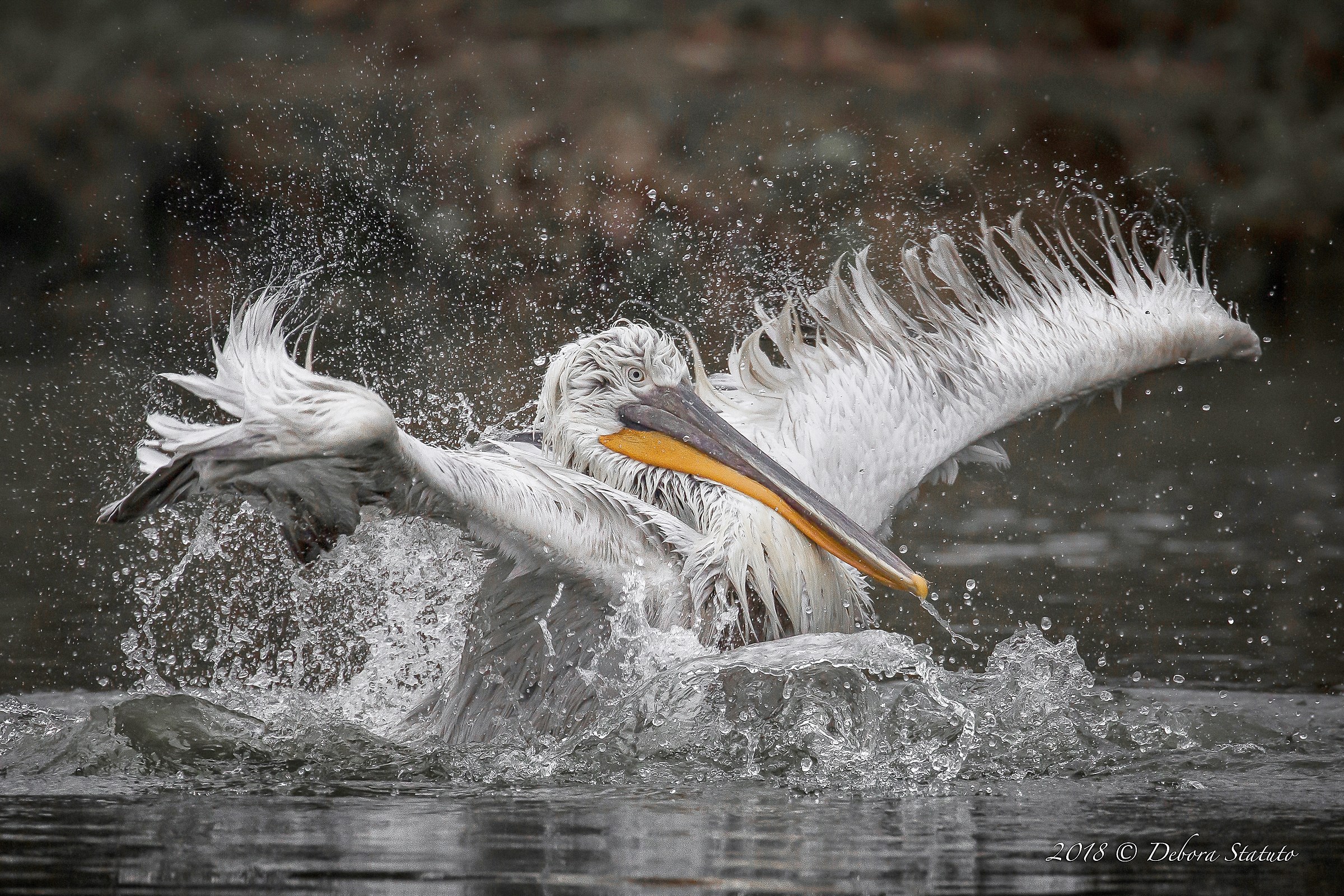 Il bagno del pellicano
