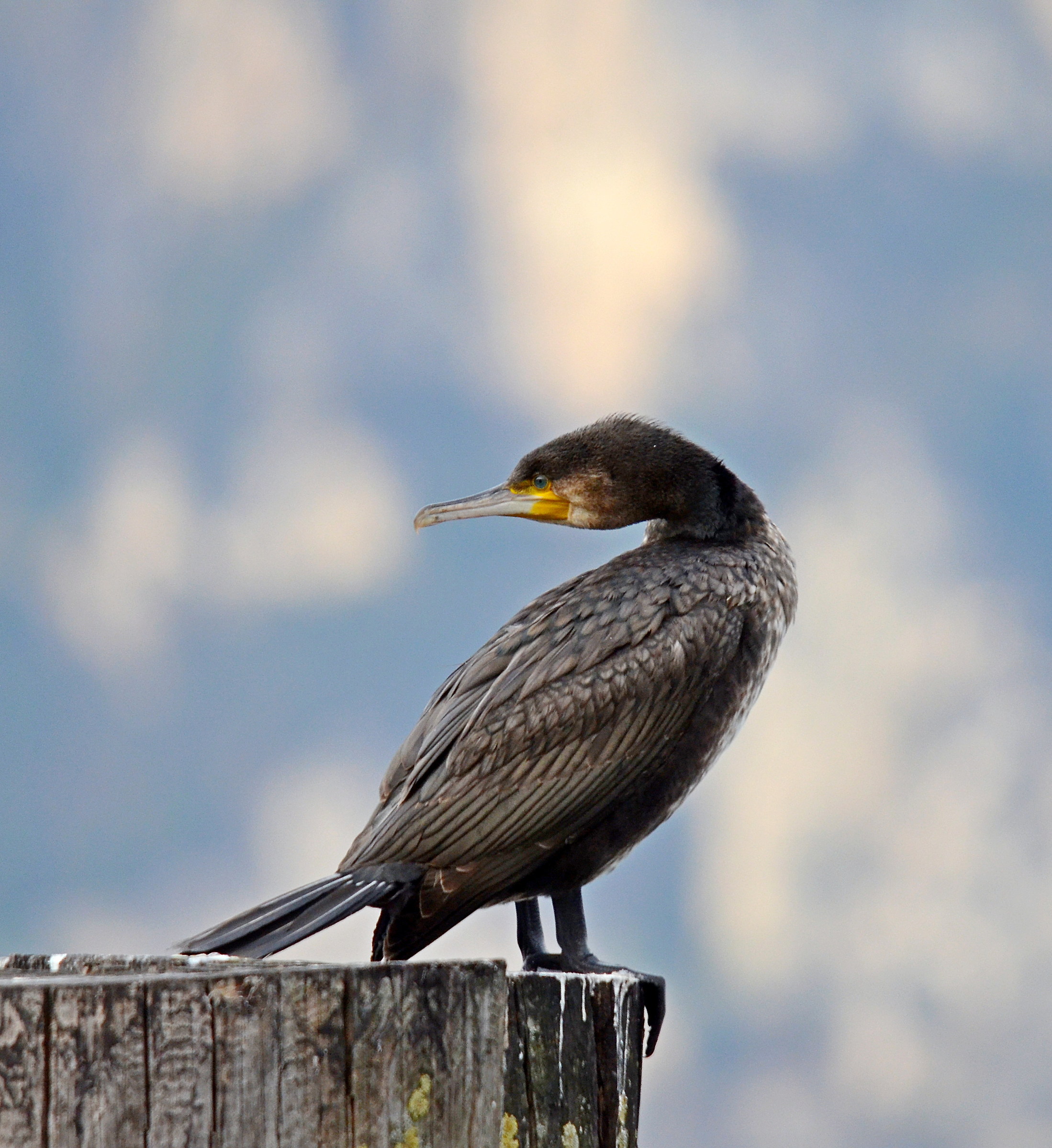 Cormorate 2