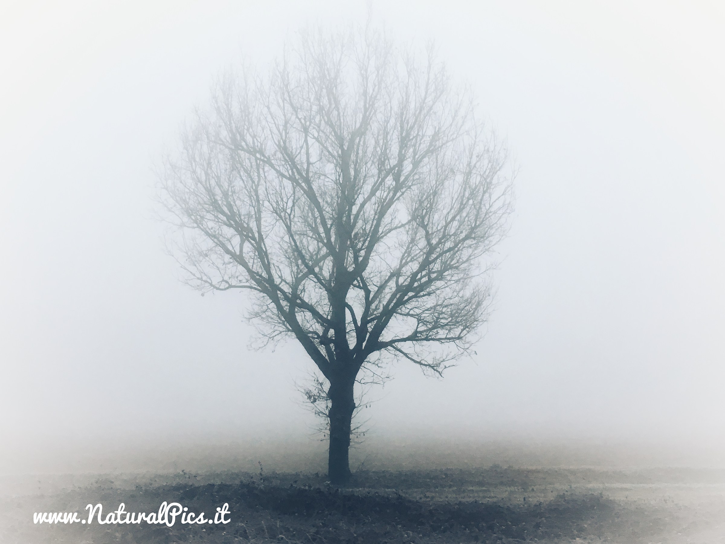 ... lonely in the fog...