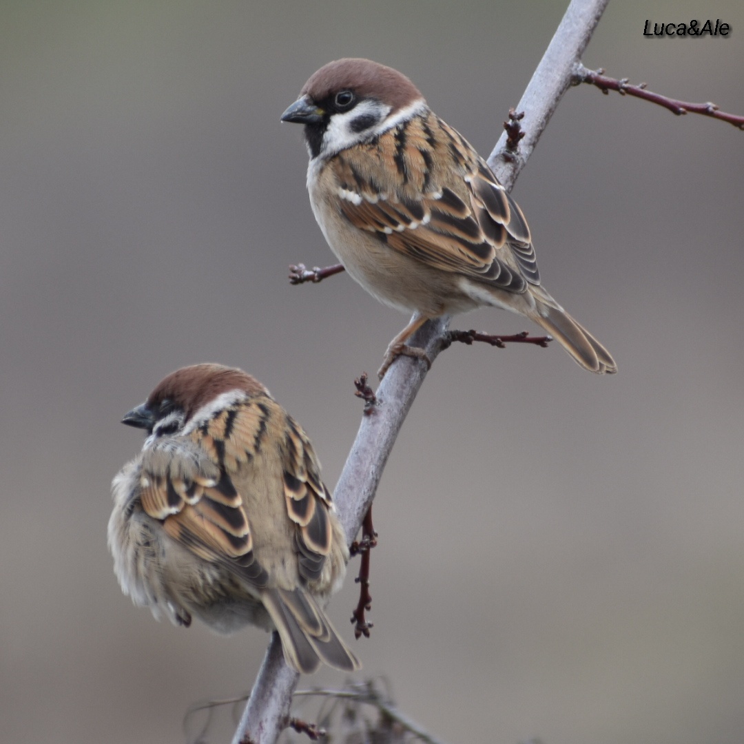 Sparrows
