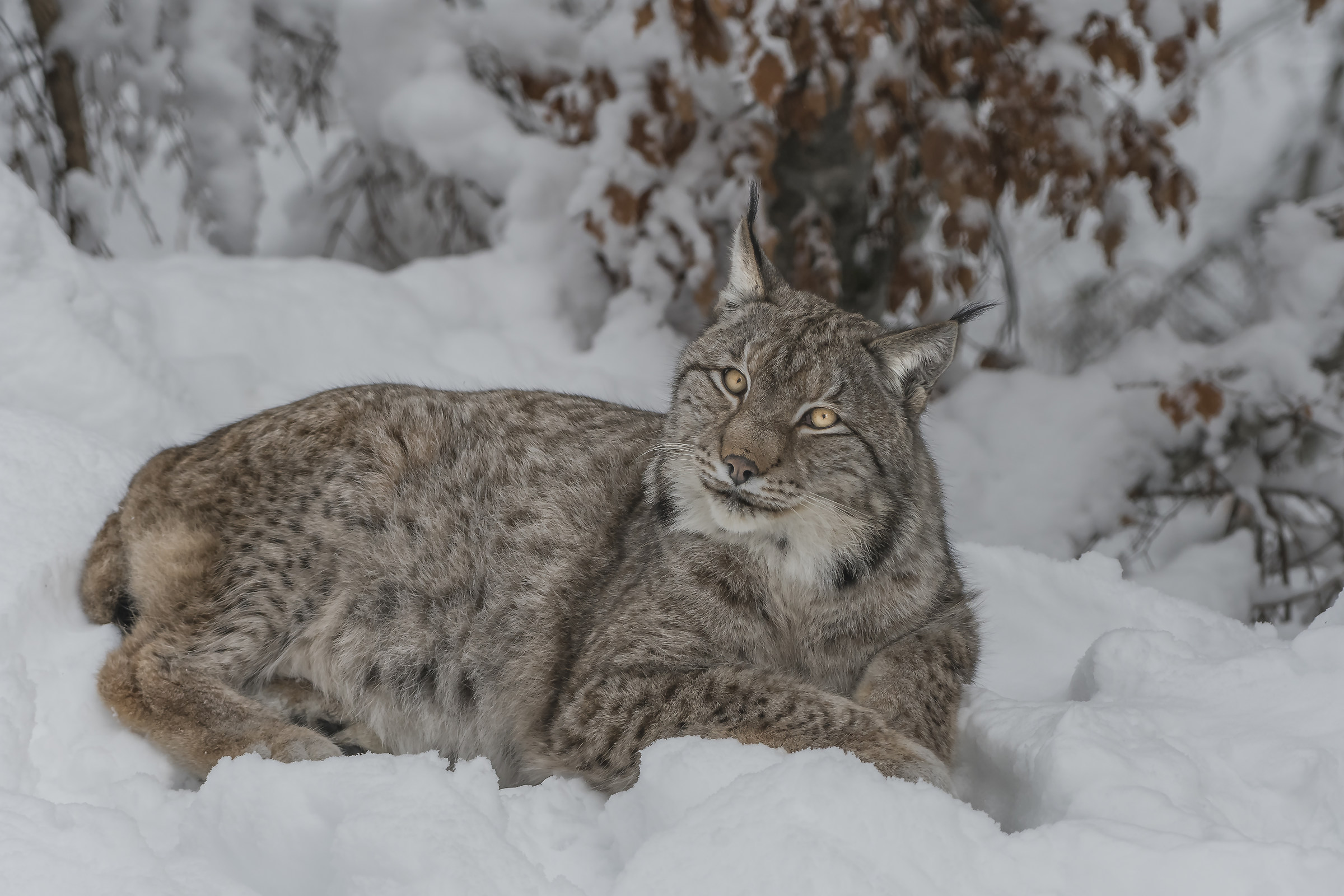 Lynx in controlled area