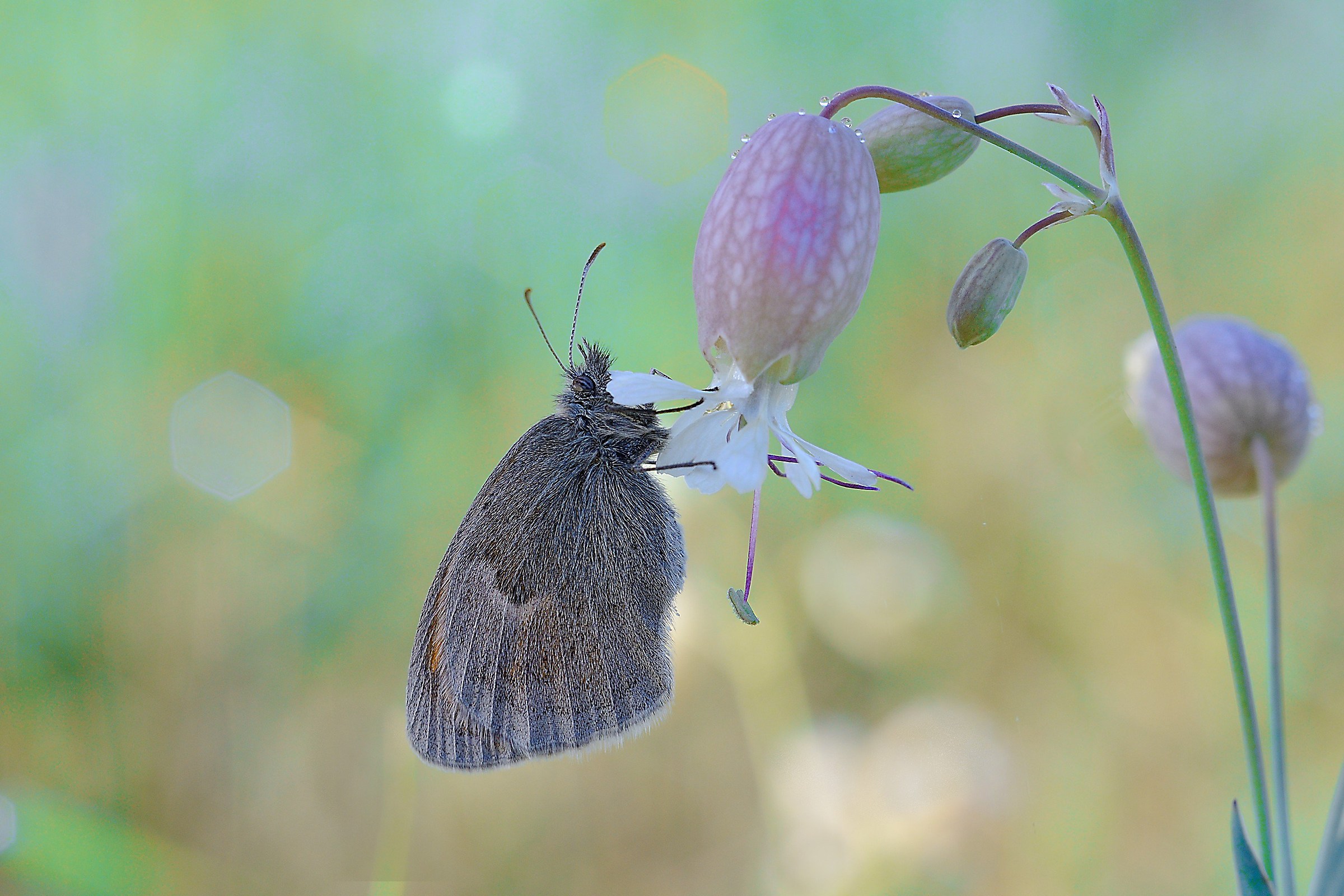 Coenonympha pamphilus
