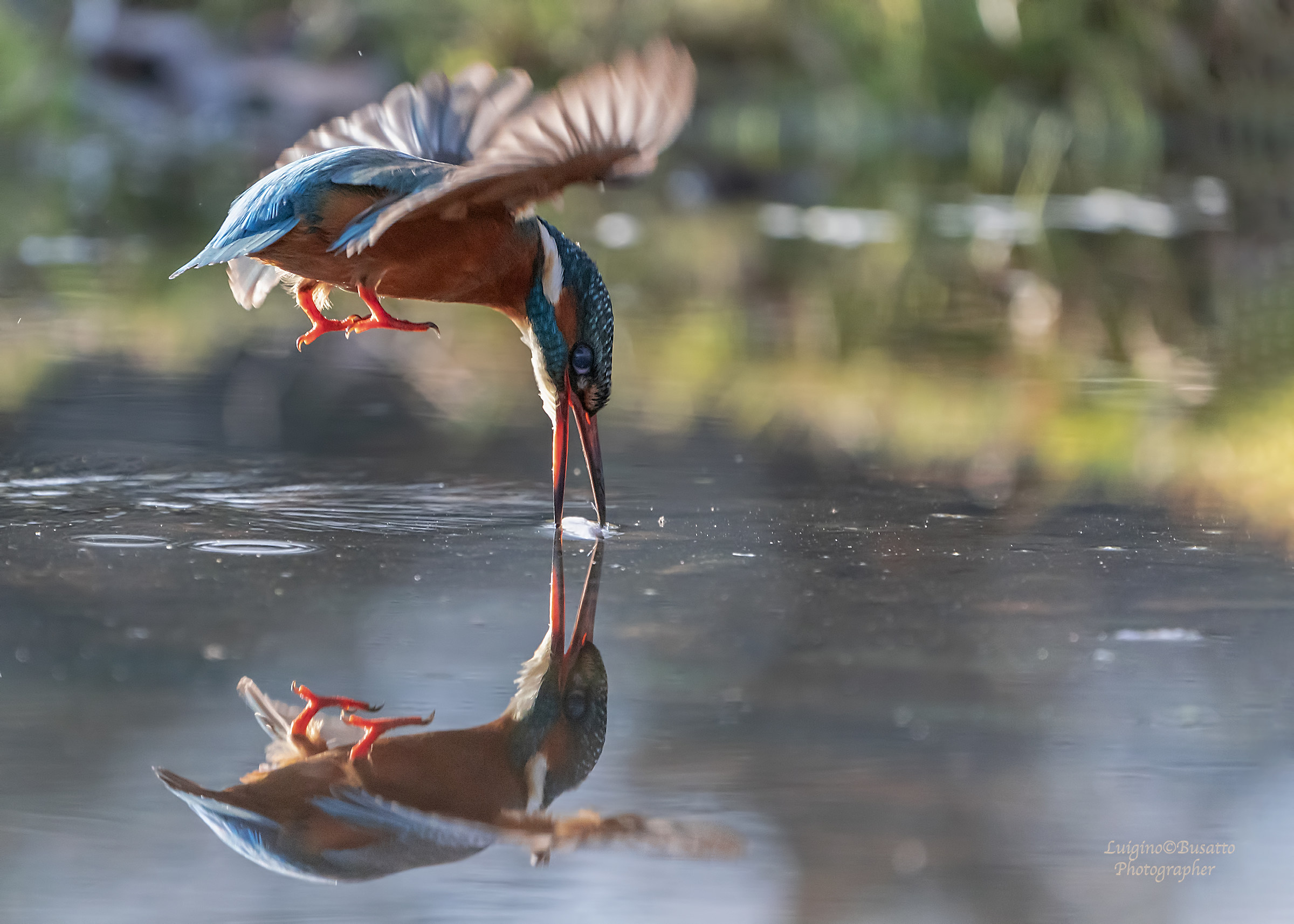 Kingfisher.. Mirror
