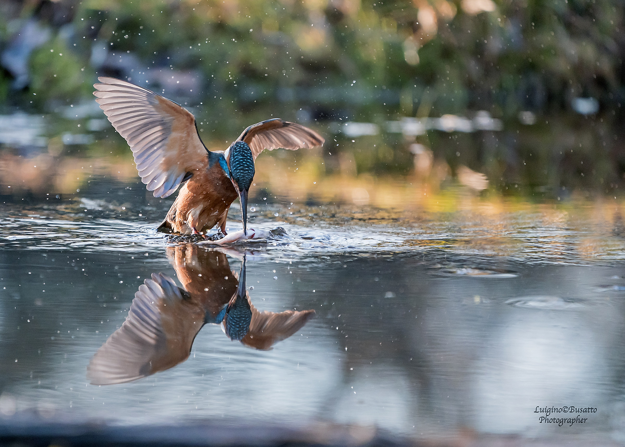 martin pescatore ...specchiarsi