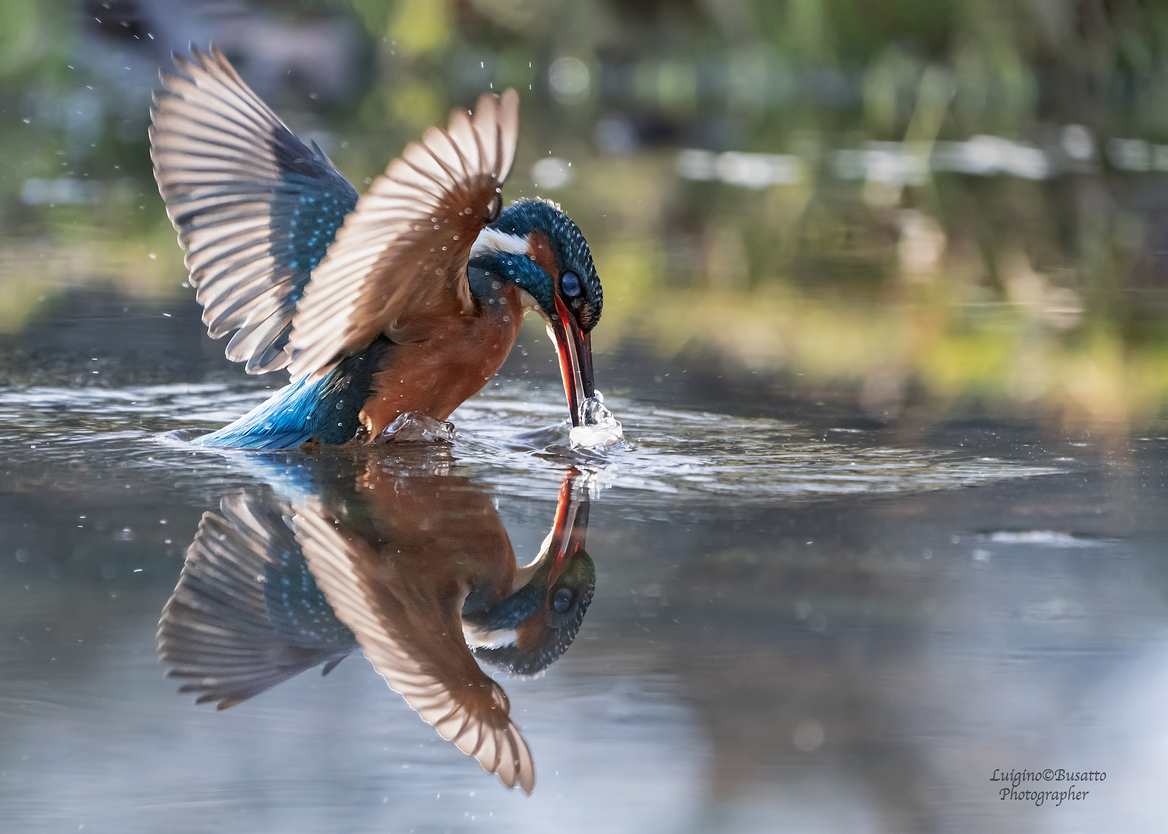 Martin pescatore specchiarsi