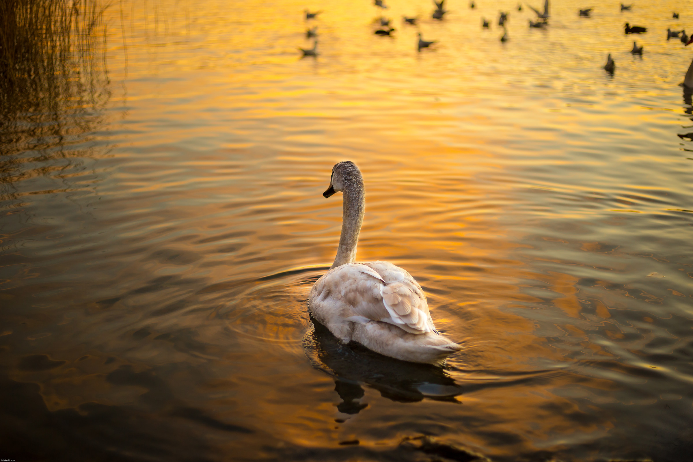 Golden swan