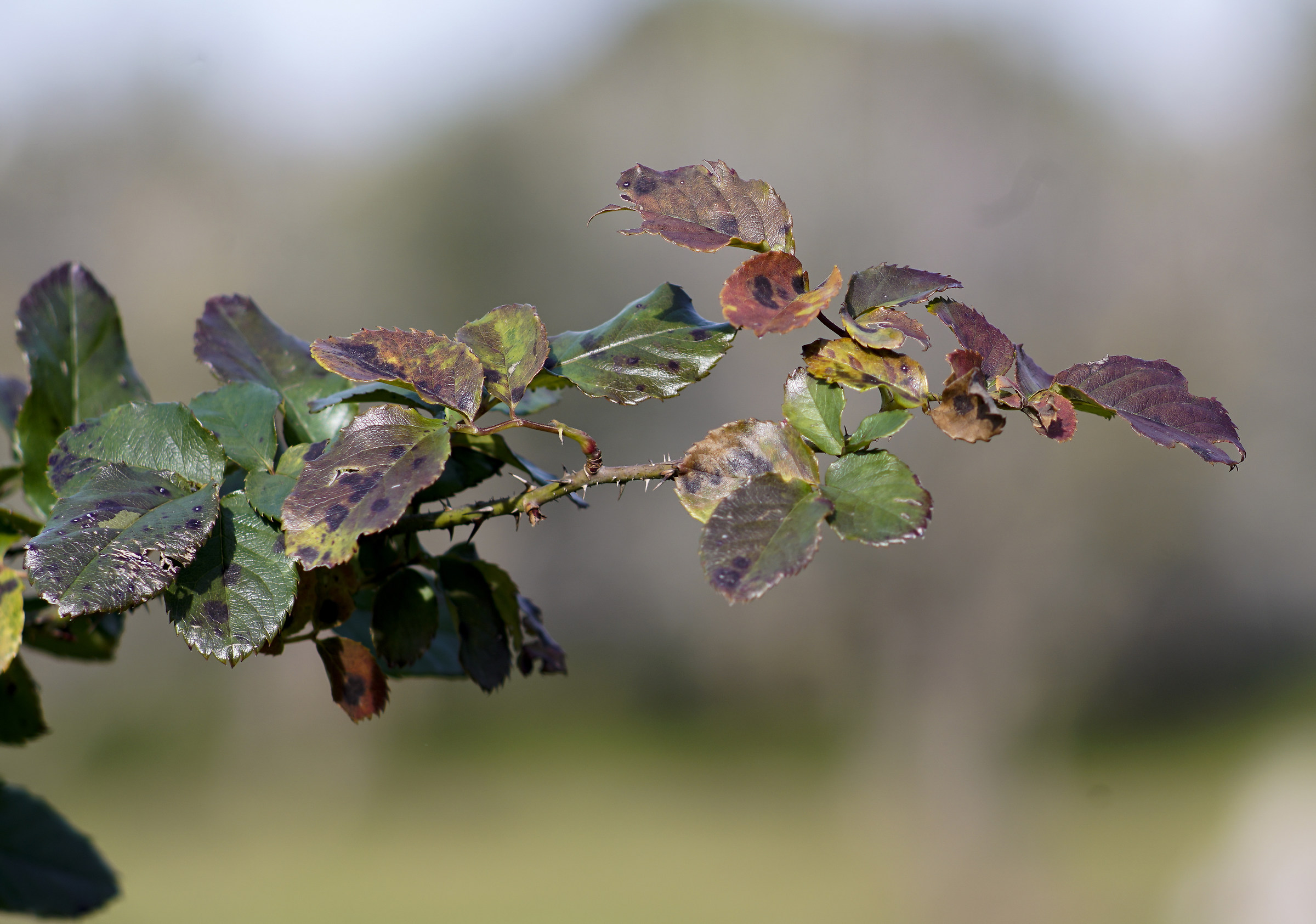 Rose Twig-Try Sony + Zuiko 200
