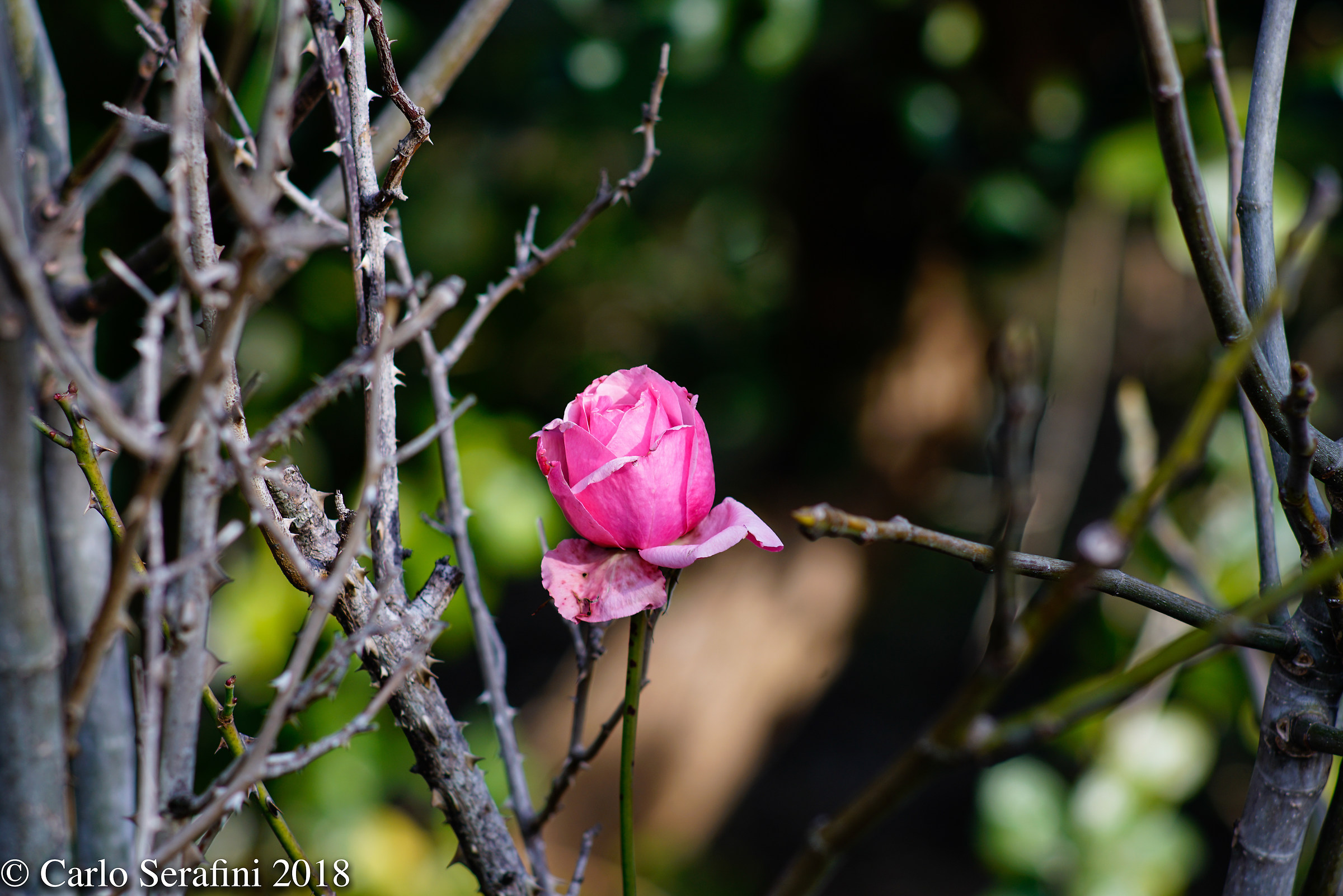 Rosa-Test Sony + Zuiko 200
