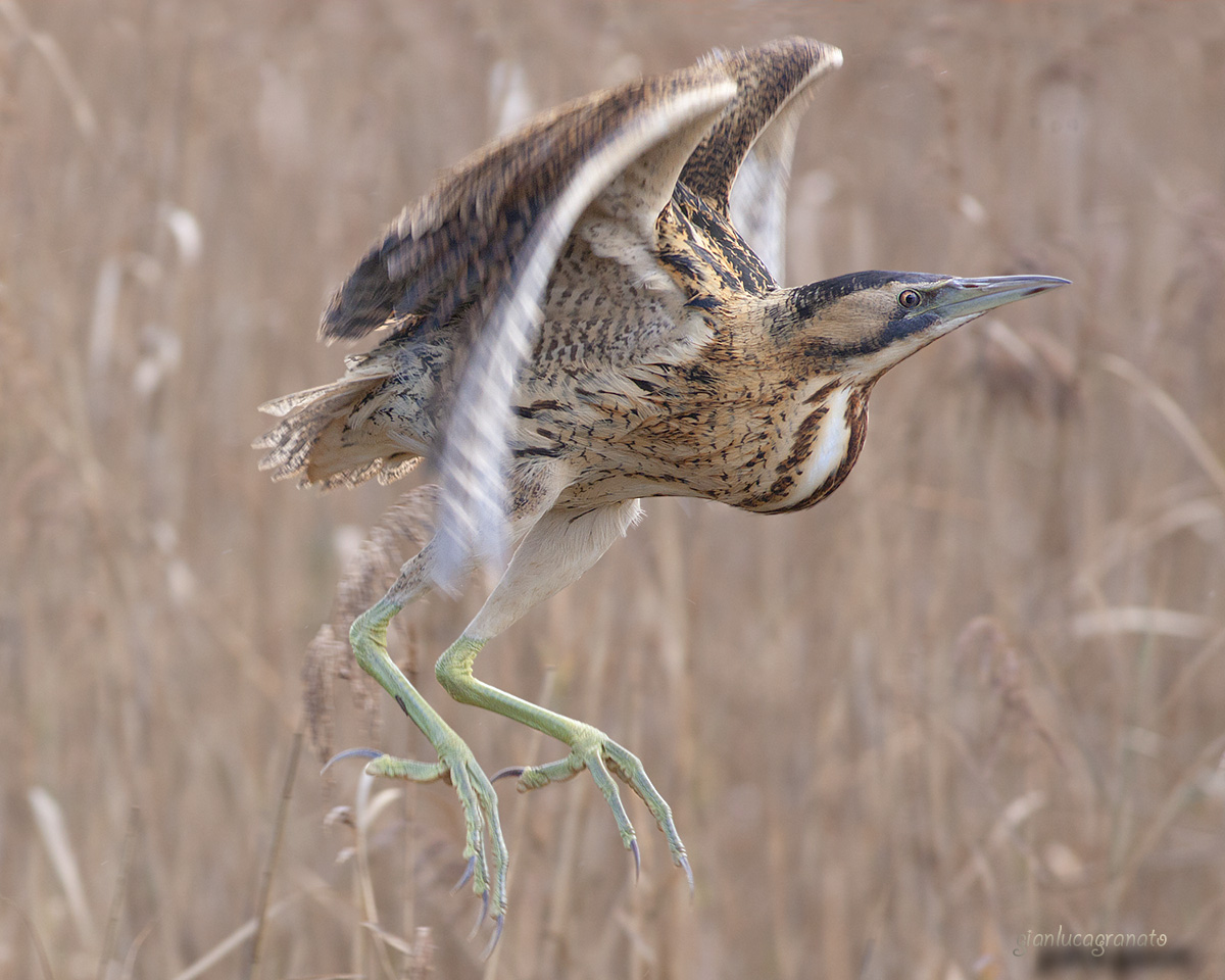 Bittern