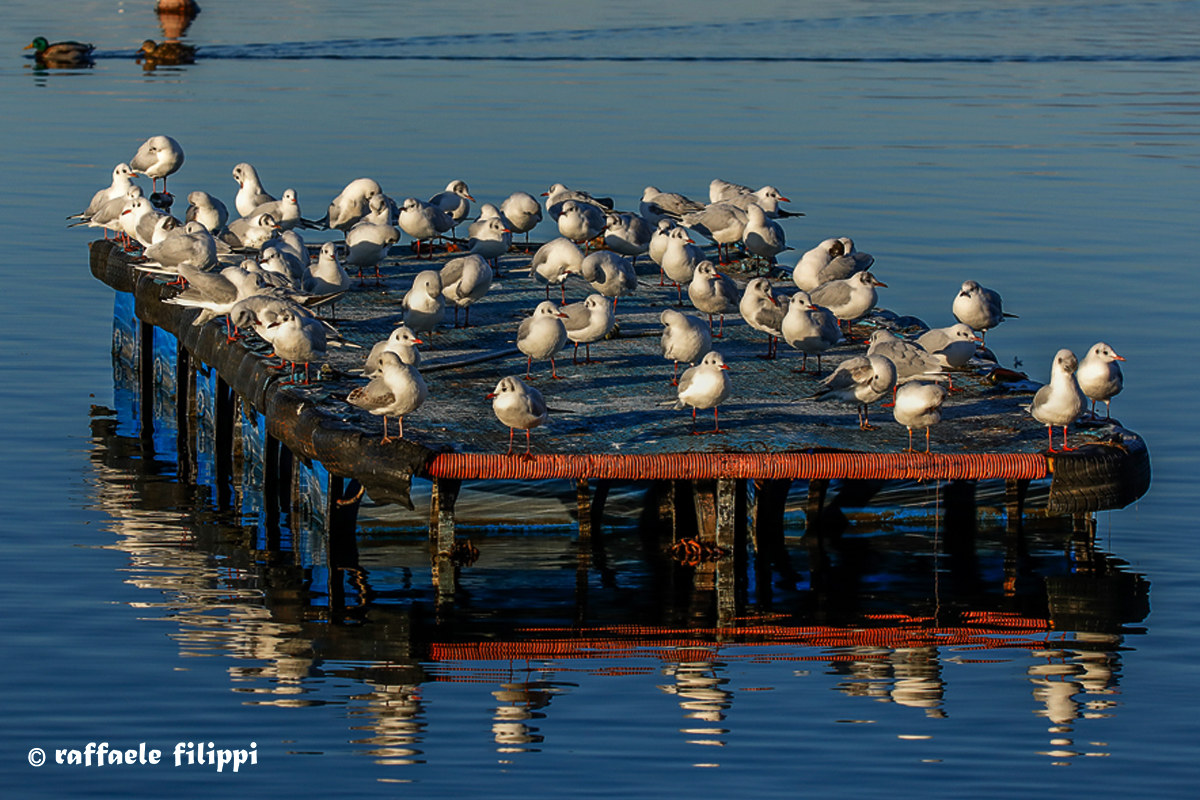 Risveglio al lago - Lago di Viverone