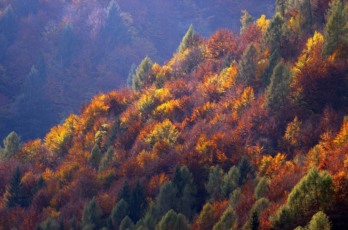 Autumn forest
