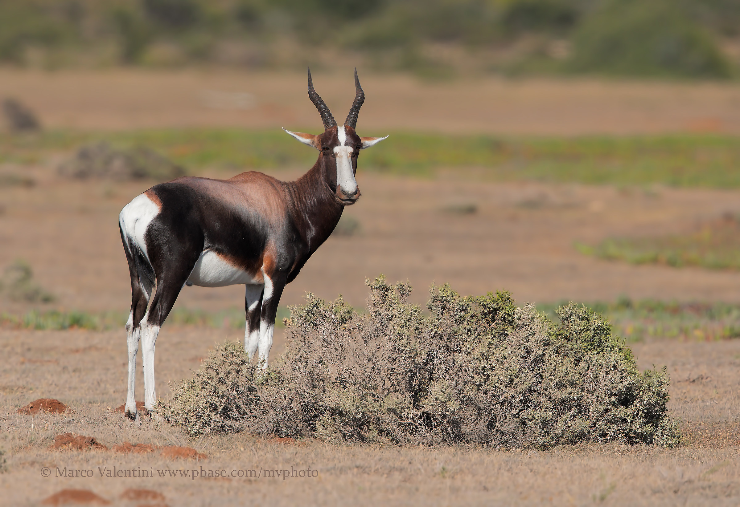 Bontebok
