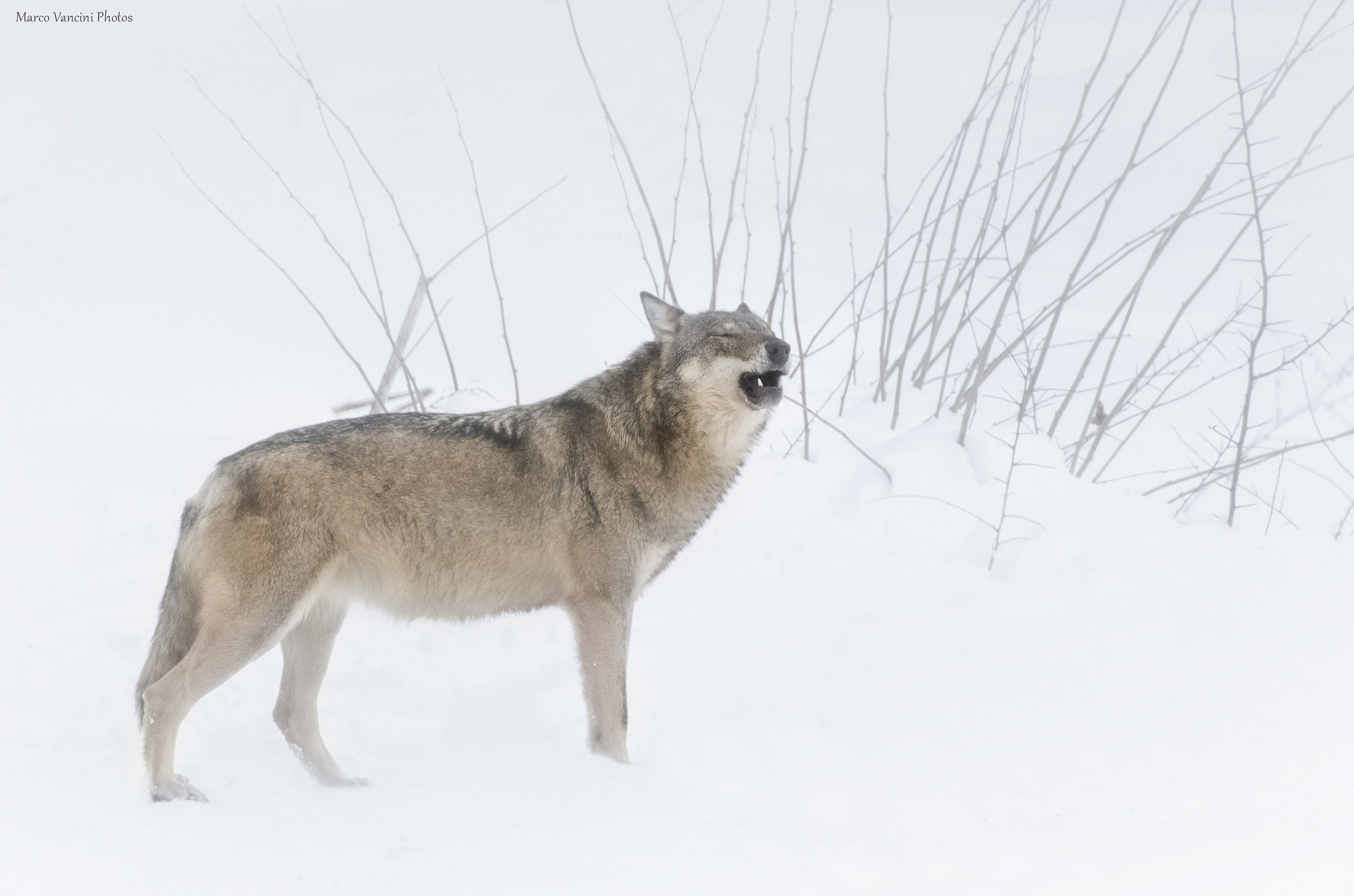 il lupo nella bufera