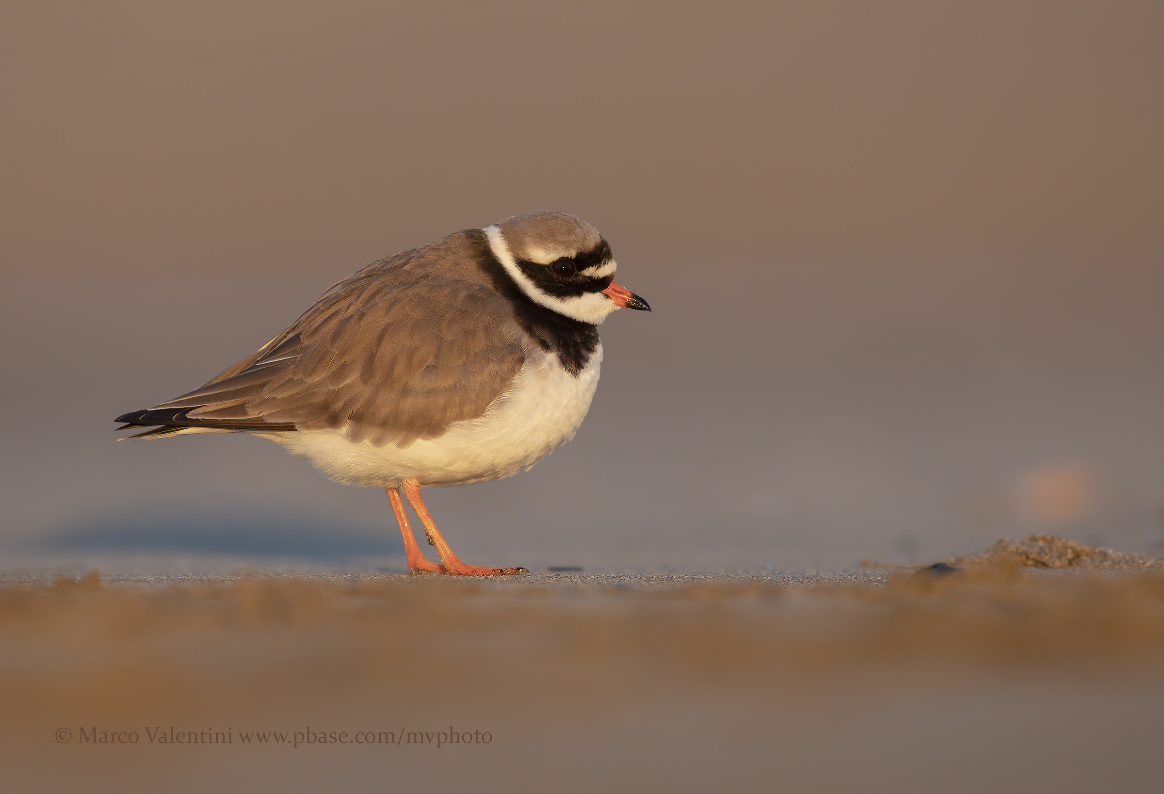 Big Courier at Sunset