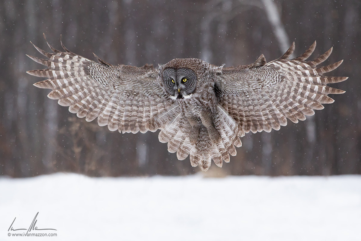 Great Grey Owl