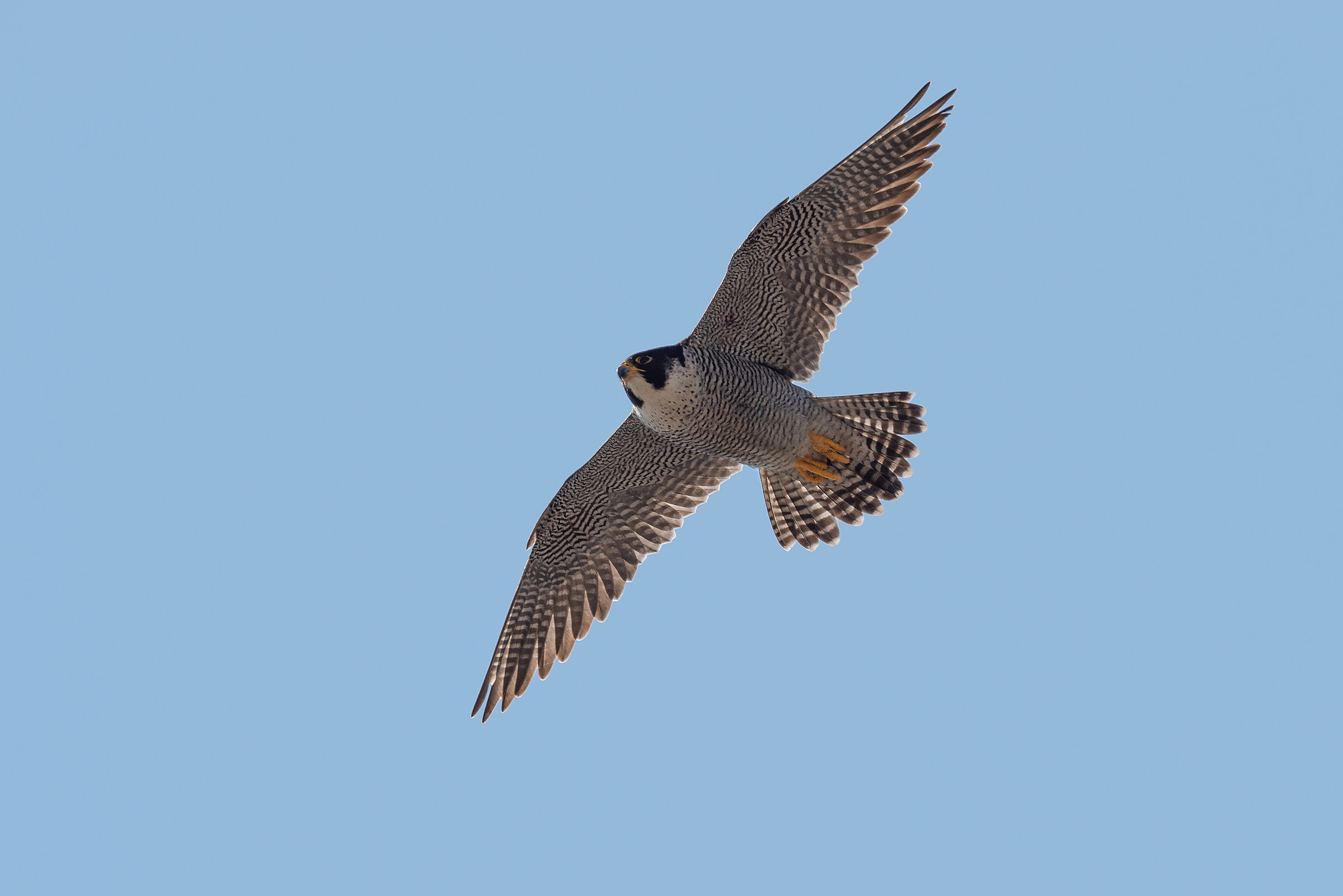 Peregrine falcon
