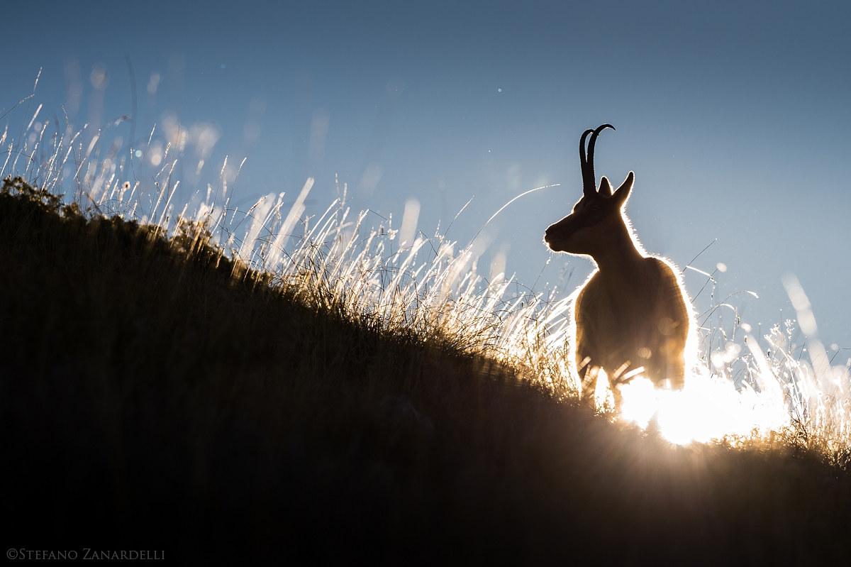Apennine Chamois