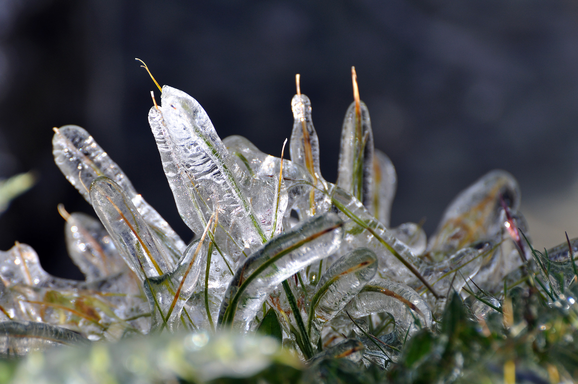 Fili d'erba nel ghiaccio