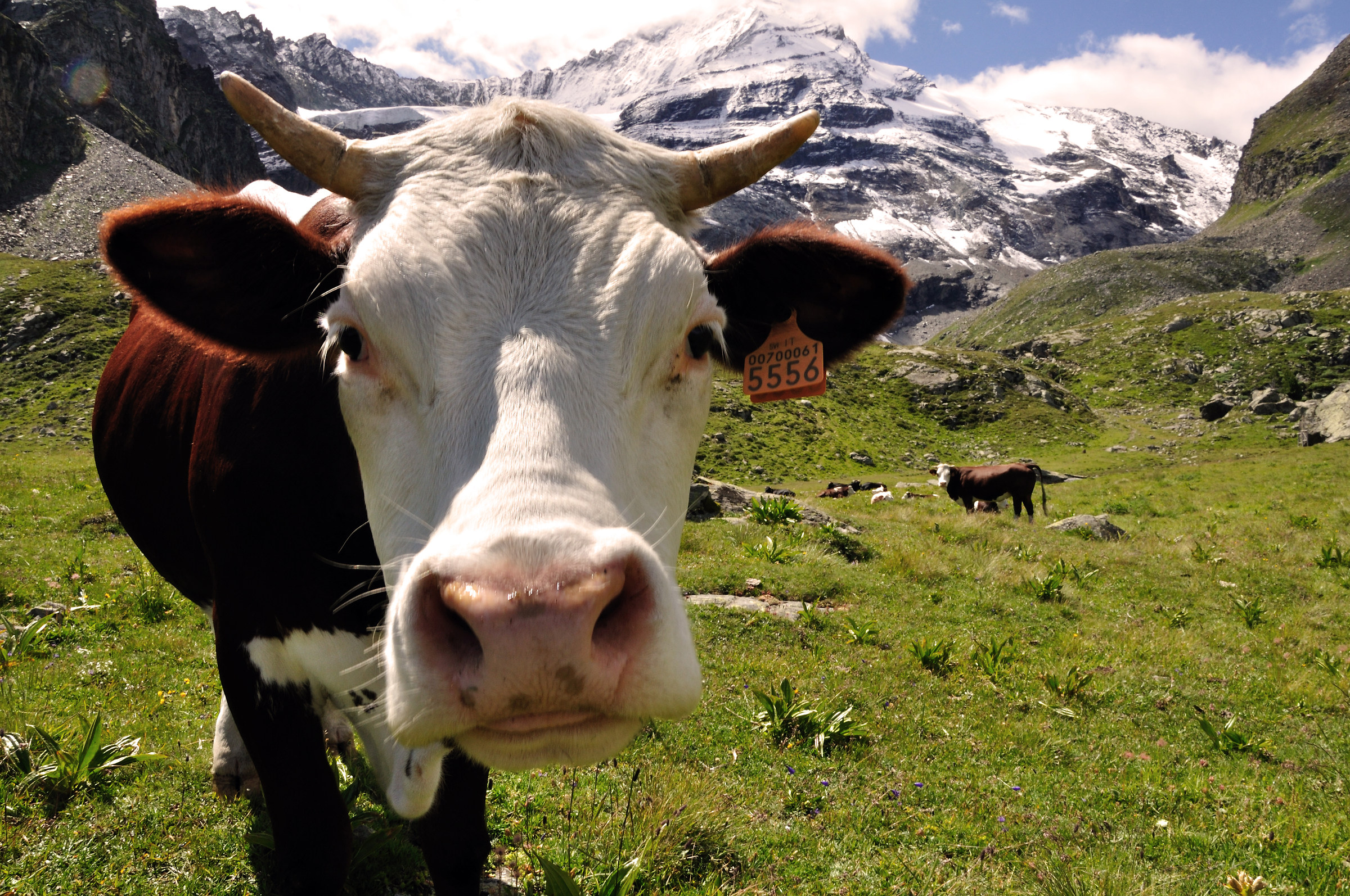 Mucca al pascolo all'alpeggio Grand Nomenon