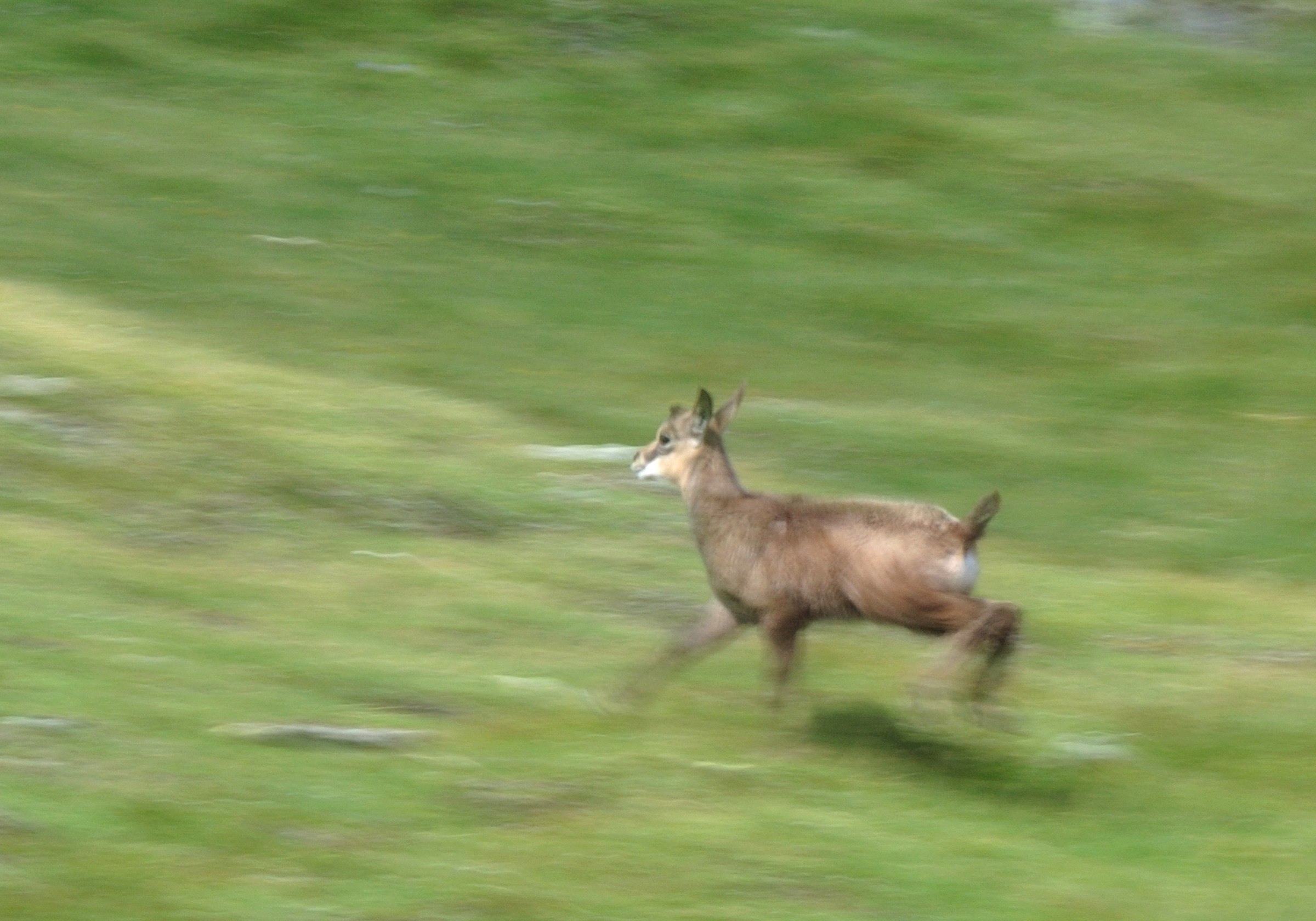 Camoscio in corsa